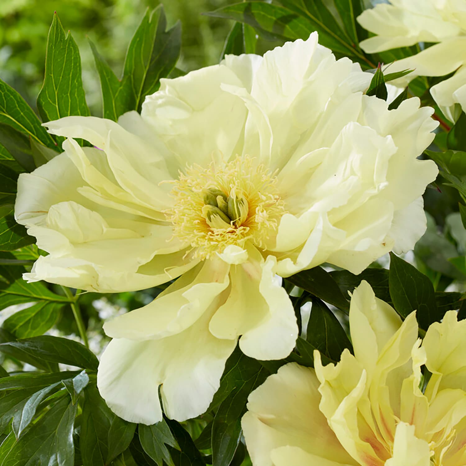 Van Zyverden 84538 Yellow Itoh Peony Lemon Dream Bulbs 1 Count