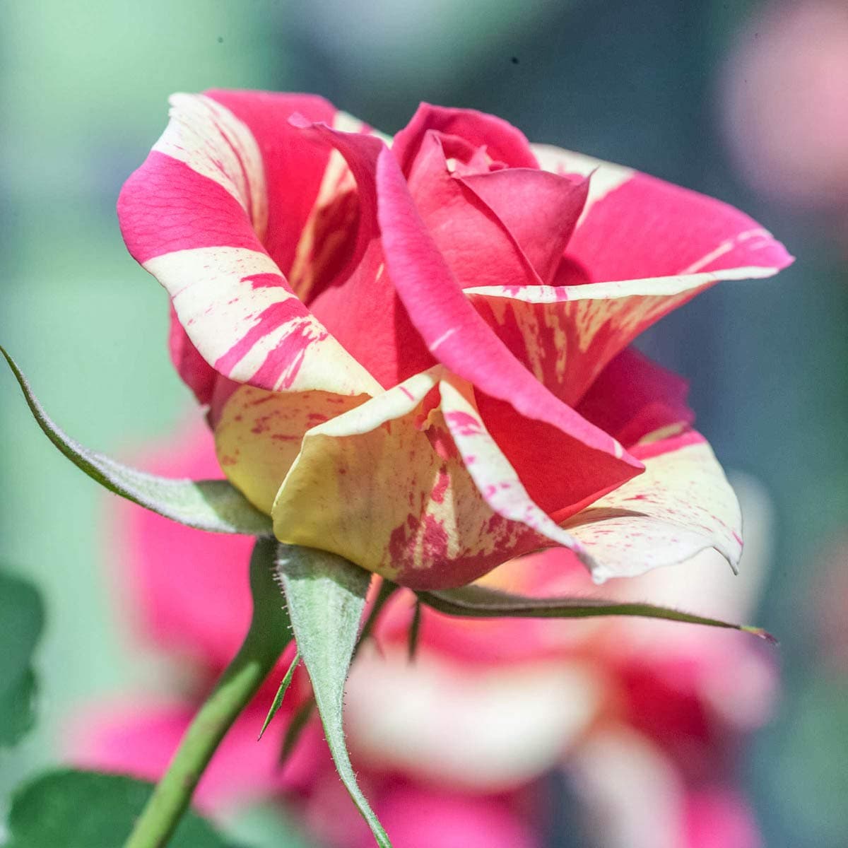 Spring Hill Nurseries 86287 roses - View #2