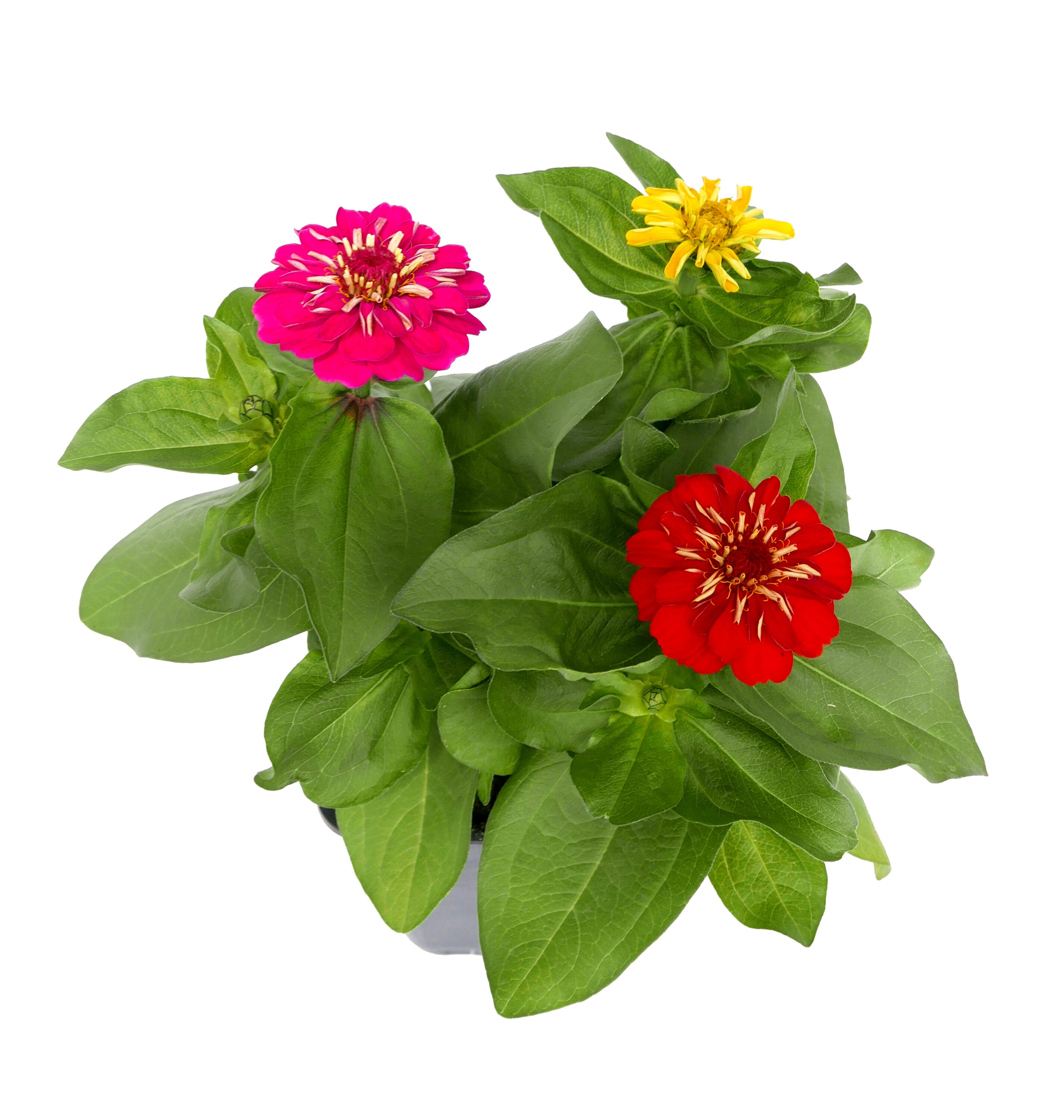  2238 annuals - View #5