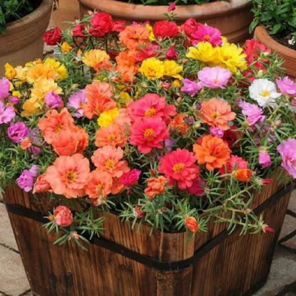  FL ASST Multicolor Purslane in Pint Pot