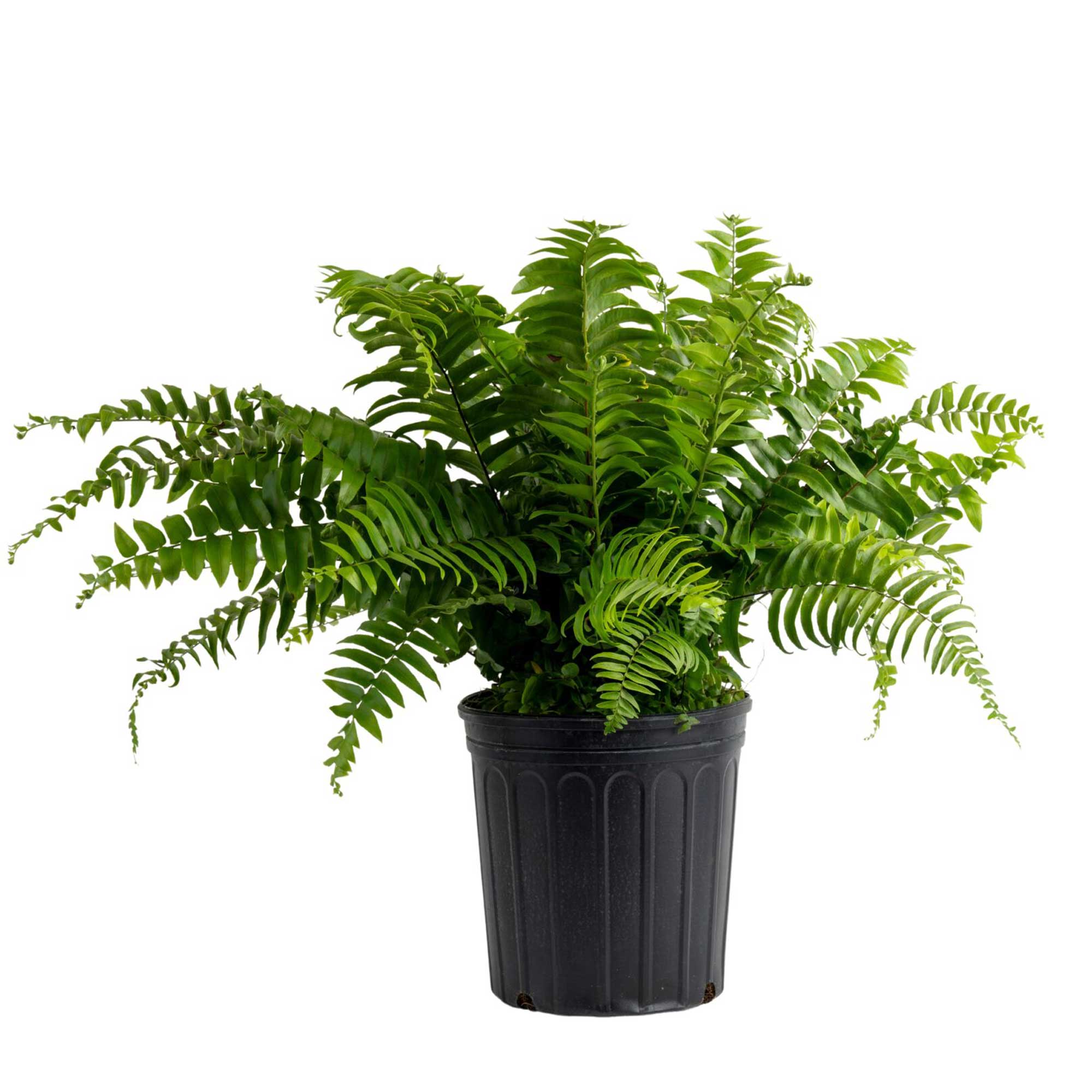 Costa Farms CO.MF10.1.GP.BLK Macho Fern House plant in 10 Inch(es) Pot 1.0 -Pack