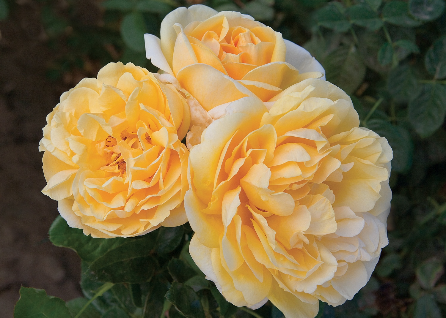 National Plant Network LW1409 roses - View #3