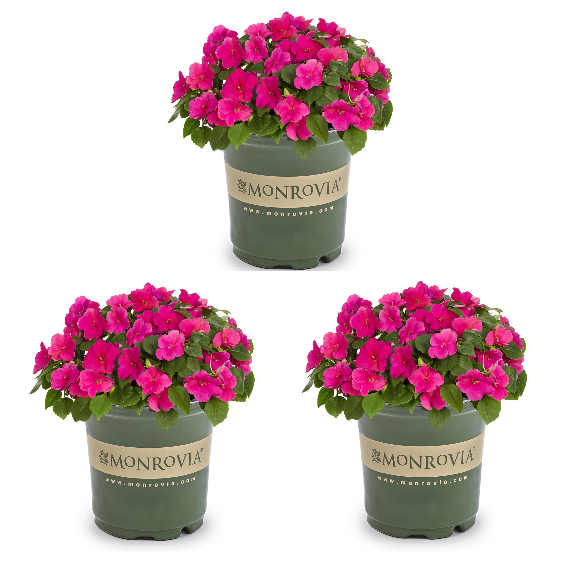 Monrovia Pink New Guinea Impatiens in 2.5-Quart Pot 3-Pack in the ...