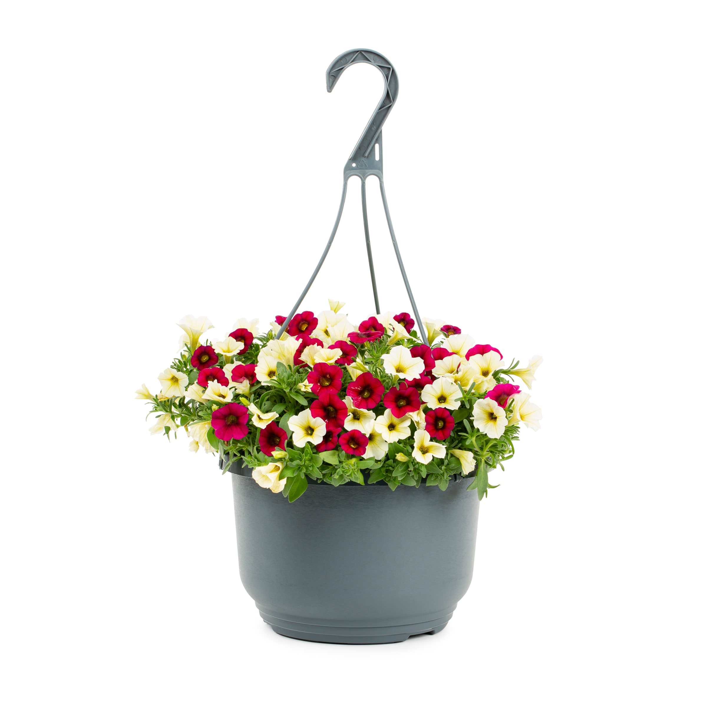 Lowe's NURSERY Multicolor Calitunia in 1.5 Gallon(s) Hanging basket 1 -Pack