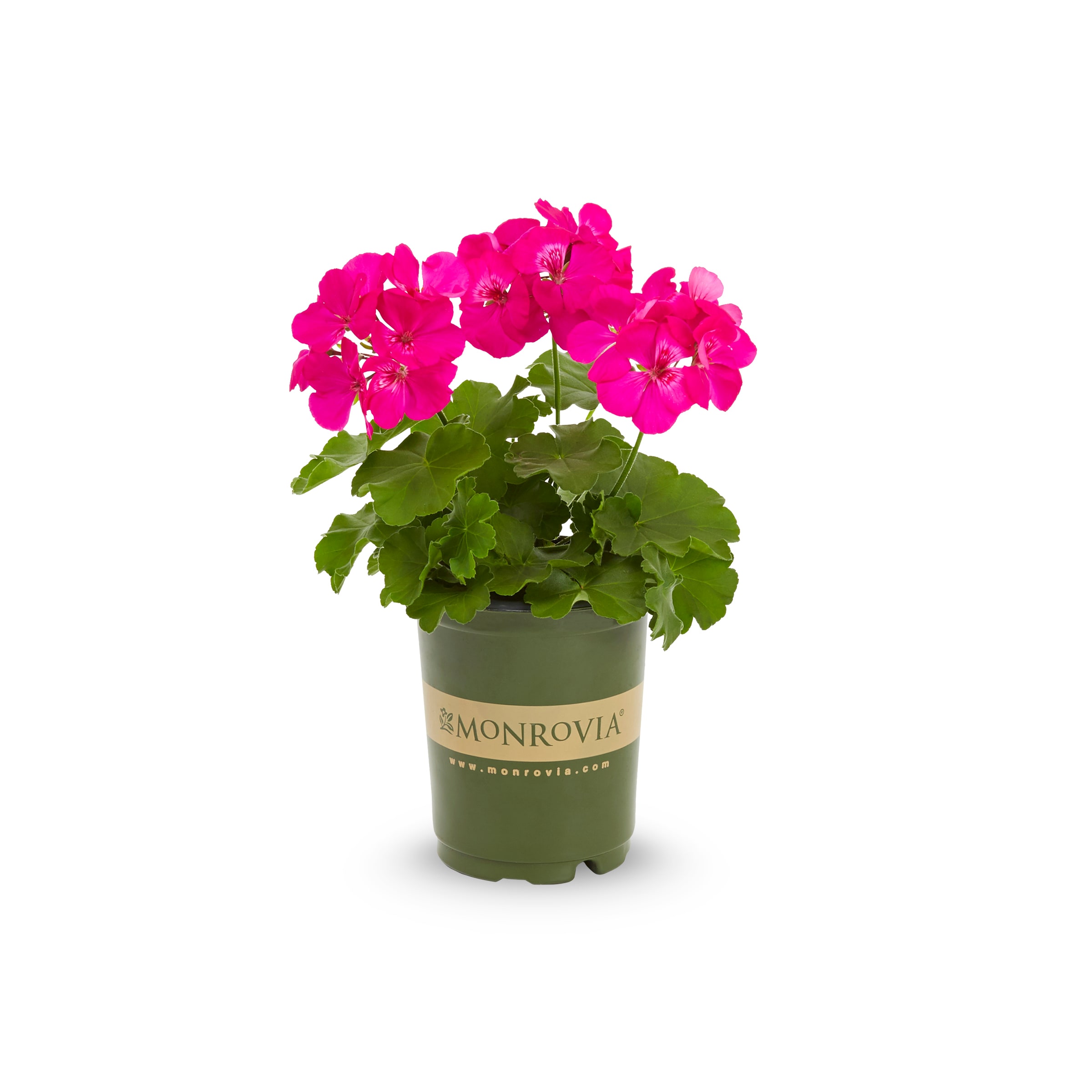 Monrovia 78980 annuals - View #5