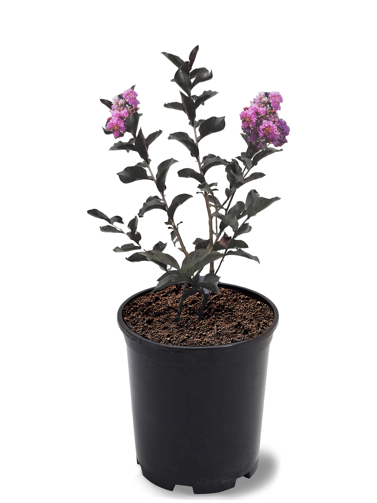 Black Diamond CRMBPP01G 1 Count Purple Flowering Purely Purple Crape Myrtle In pot (with soil)