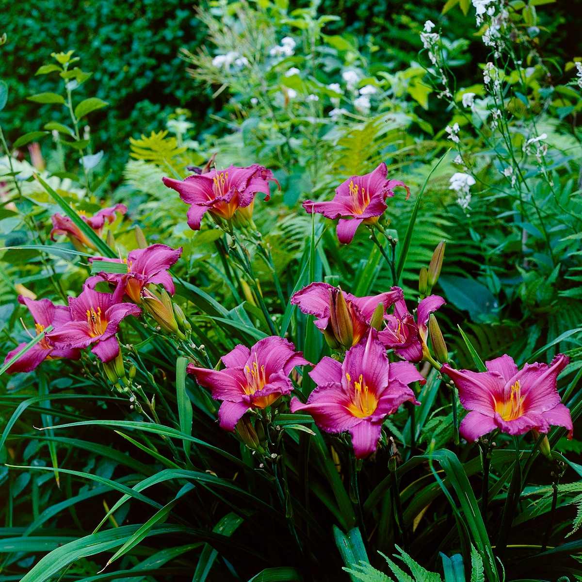 Van Zyverden 83410 Plant-Bulbs - View #2