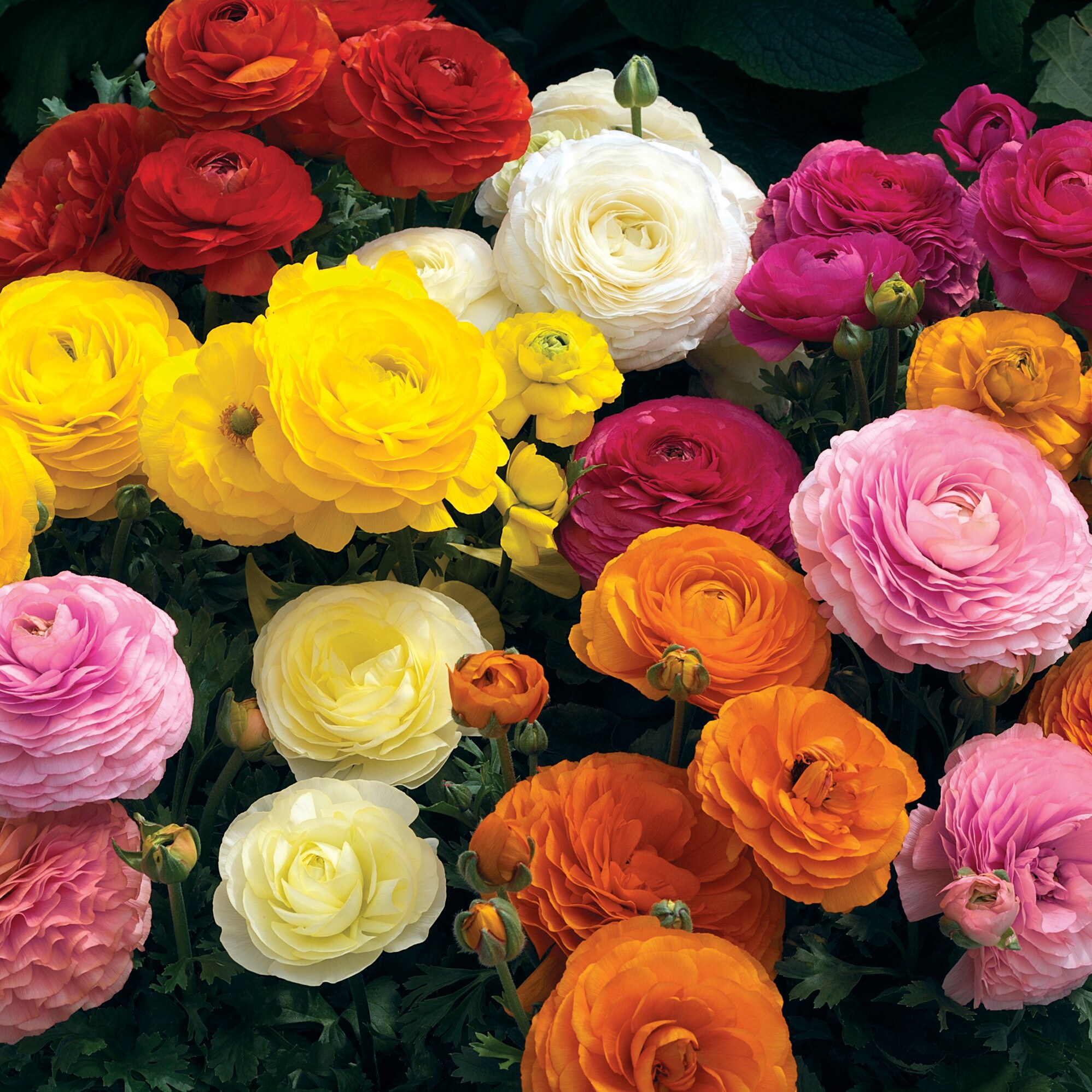  1851 annuals - View #2