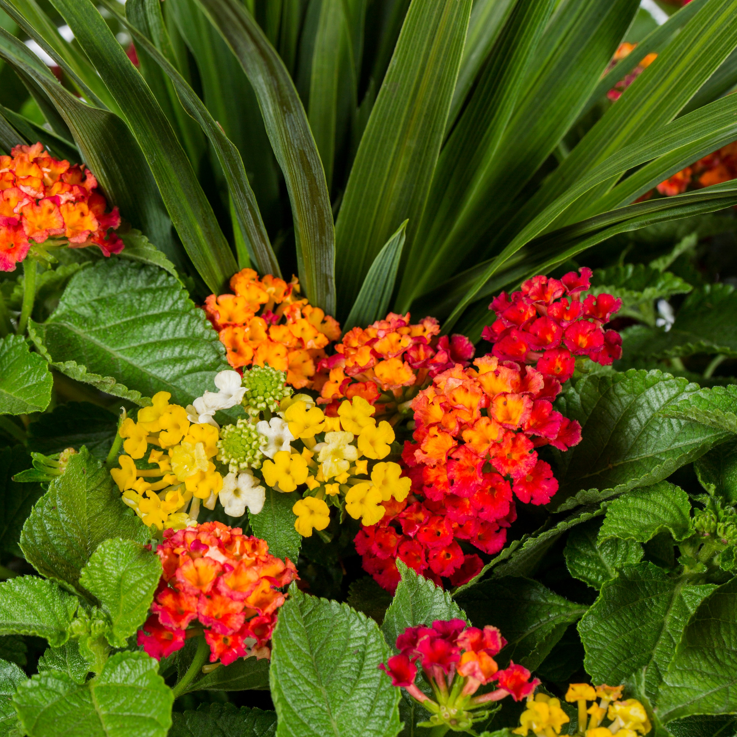 Ready Refill NURSERY annuals - View #2