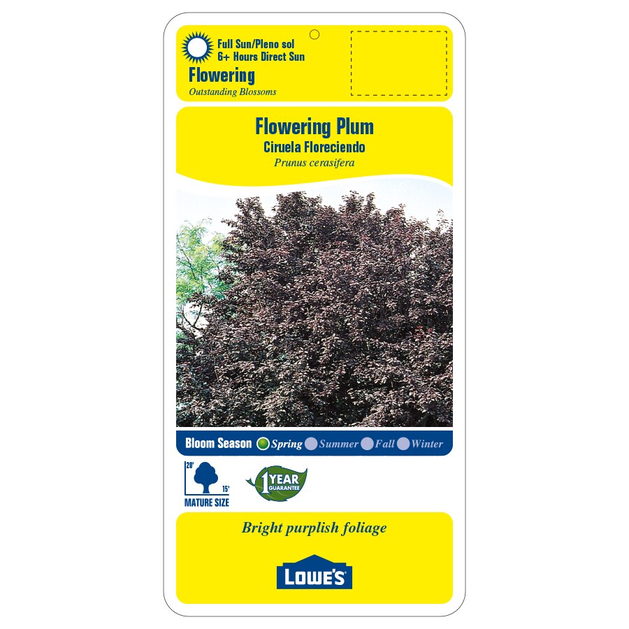 Lowe's 3.58-GAL PLUM in the Trees department at Lowes.com