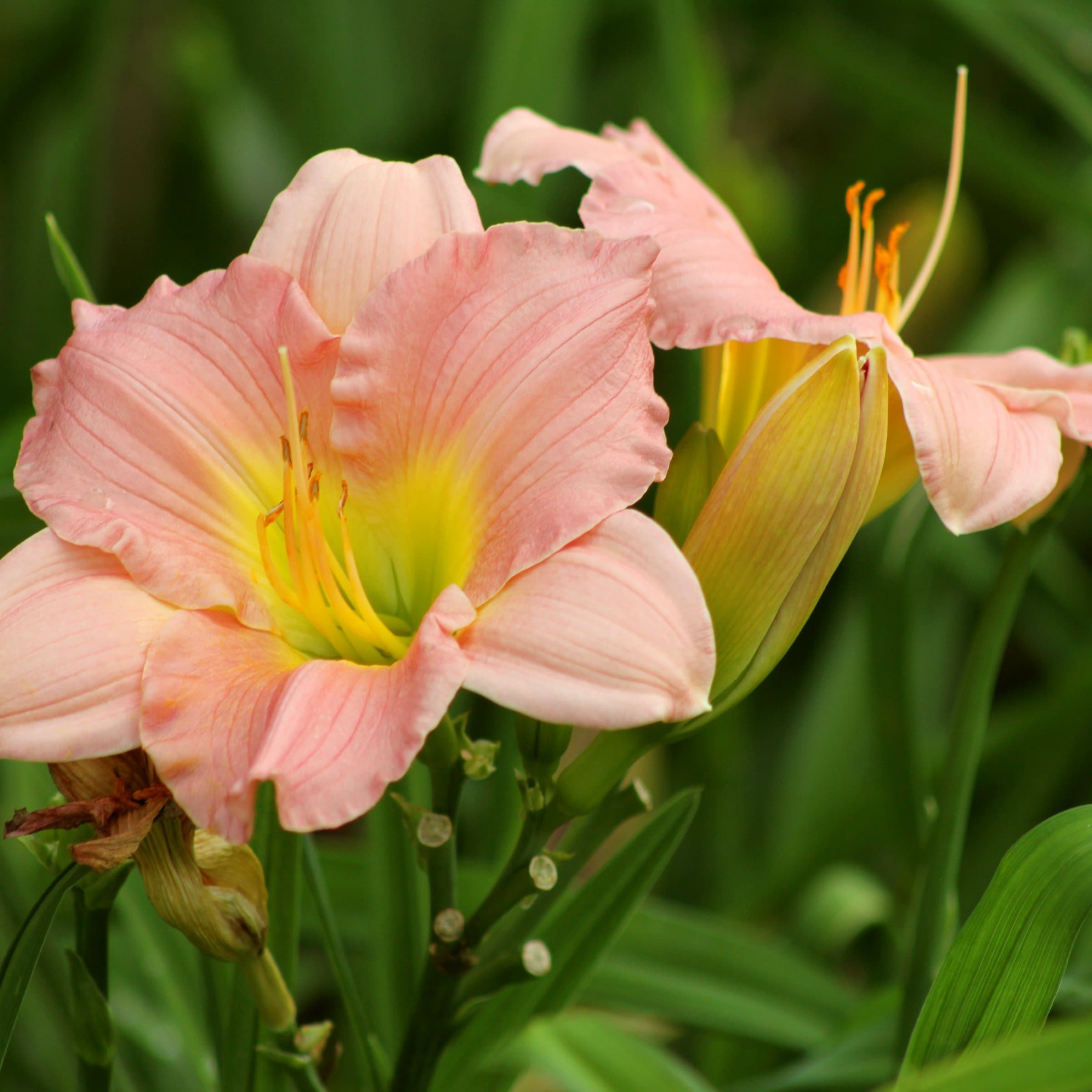 National Plant Network LW1984 perennials - View #5