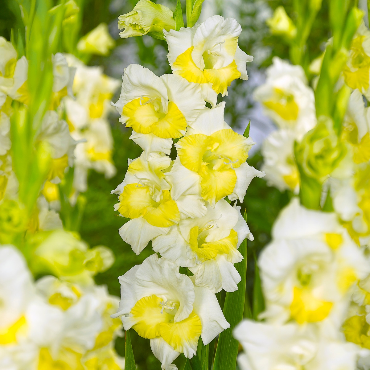Van Zyverden - Multicolor Gladiolus Buggy Bulbs 12 Count