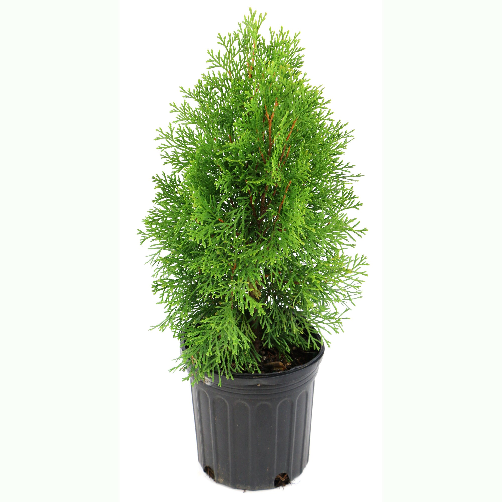 National Plant Network LW3004 2 -Gallon White Screening Arborvitae Emerald Green In pot (with soil)