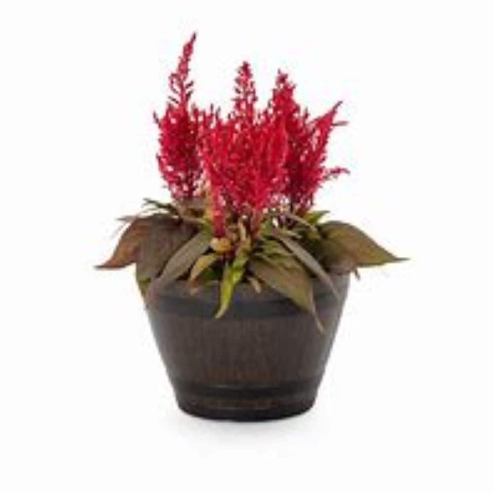 Lowe's 1900847 Multicolor Impatiens in 1.15 Gallon(s) Planter 4 -Pack