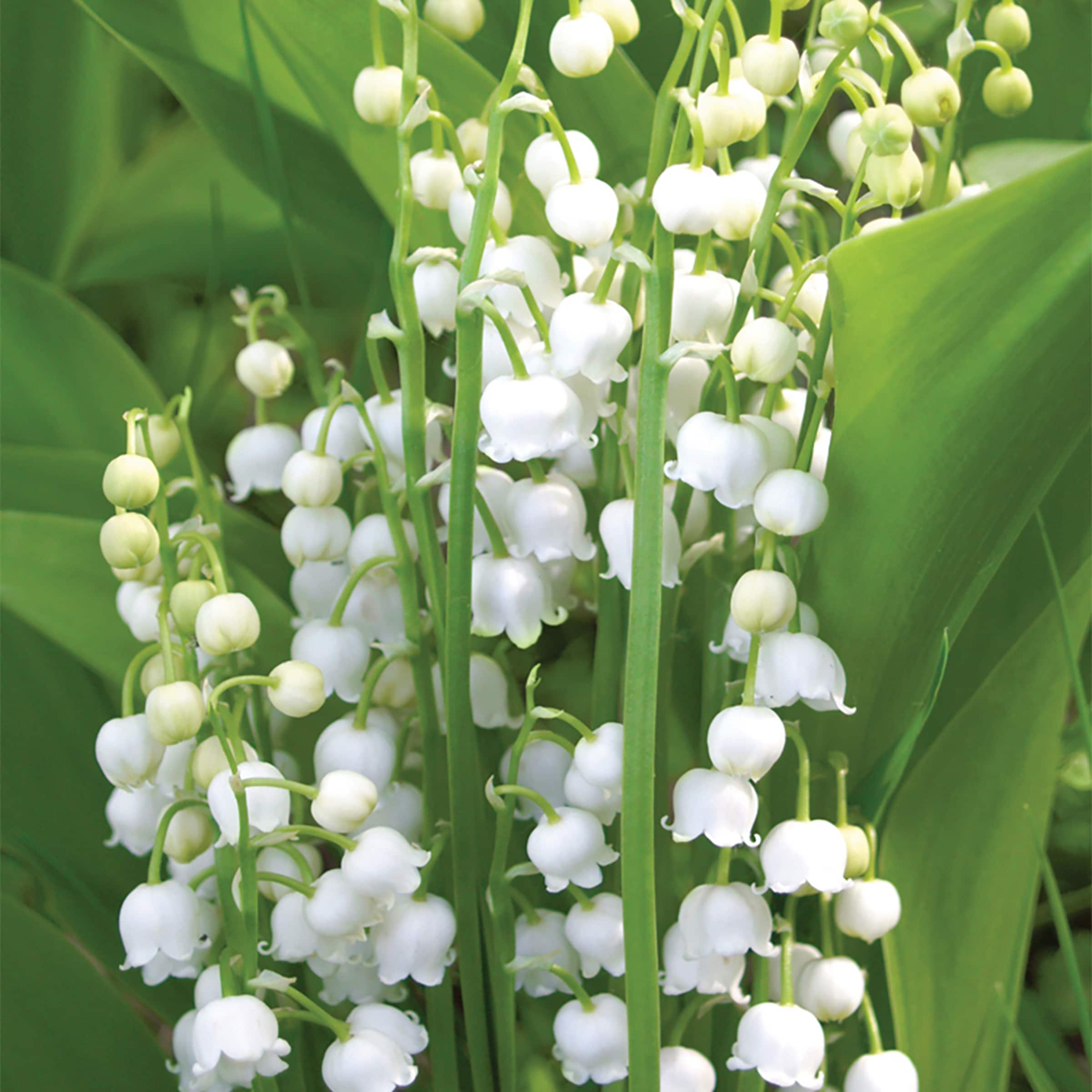 Van Zyverden White Lily Of The Valley Bulbs Bagged 10-Count in the
