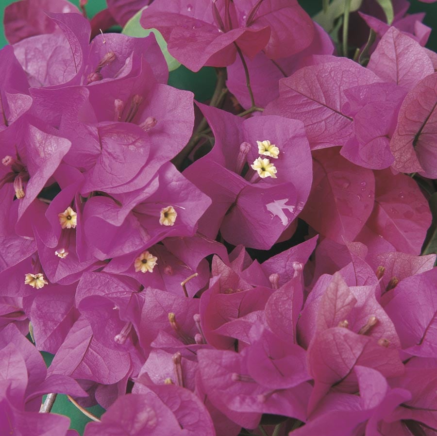 bougainvillea colors purple