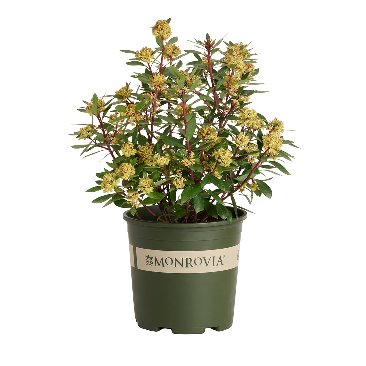 Monrovia Blue Enchantress Hydrangea Flowering Shrub Pot 092752 at