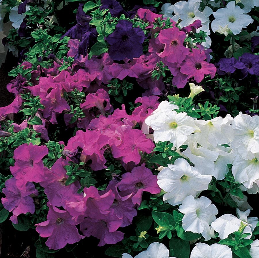 Lowe's N/A annuals - View #3