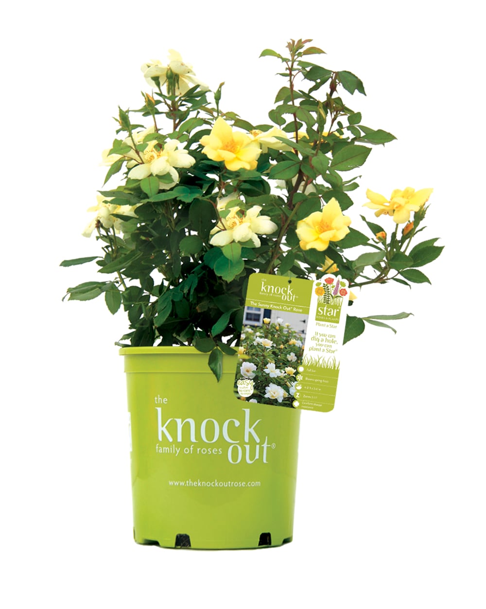 Yellow Knock Out Rose Sunny1 Pack in Pot in the Roses department at ...