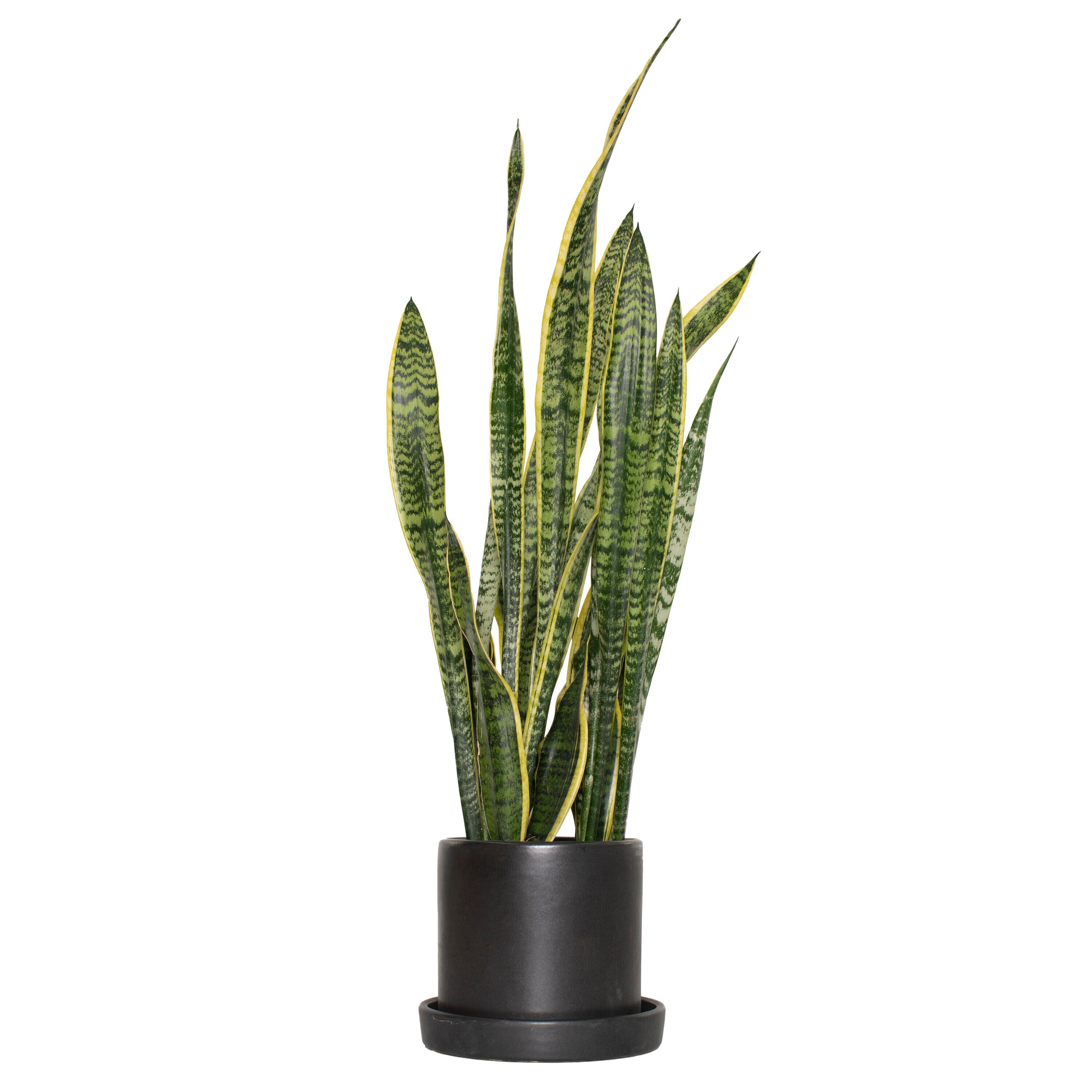 National Plant Network LW4702 Launentii Snake plant House plant in 7 Inch(es) Pot 1.0 -Pack