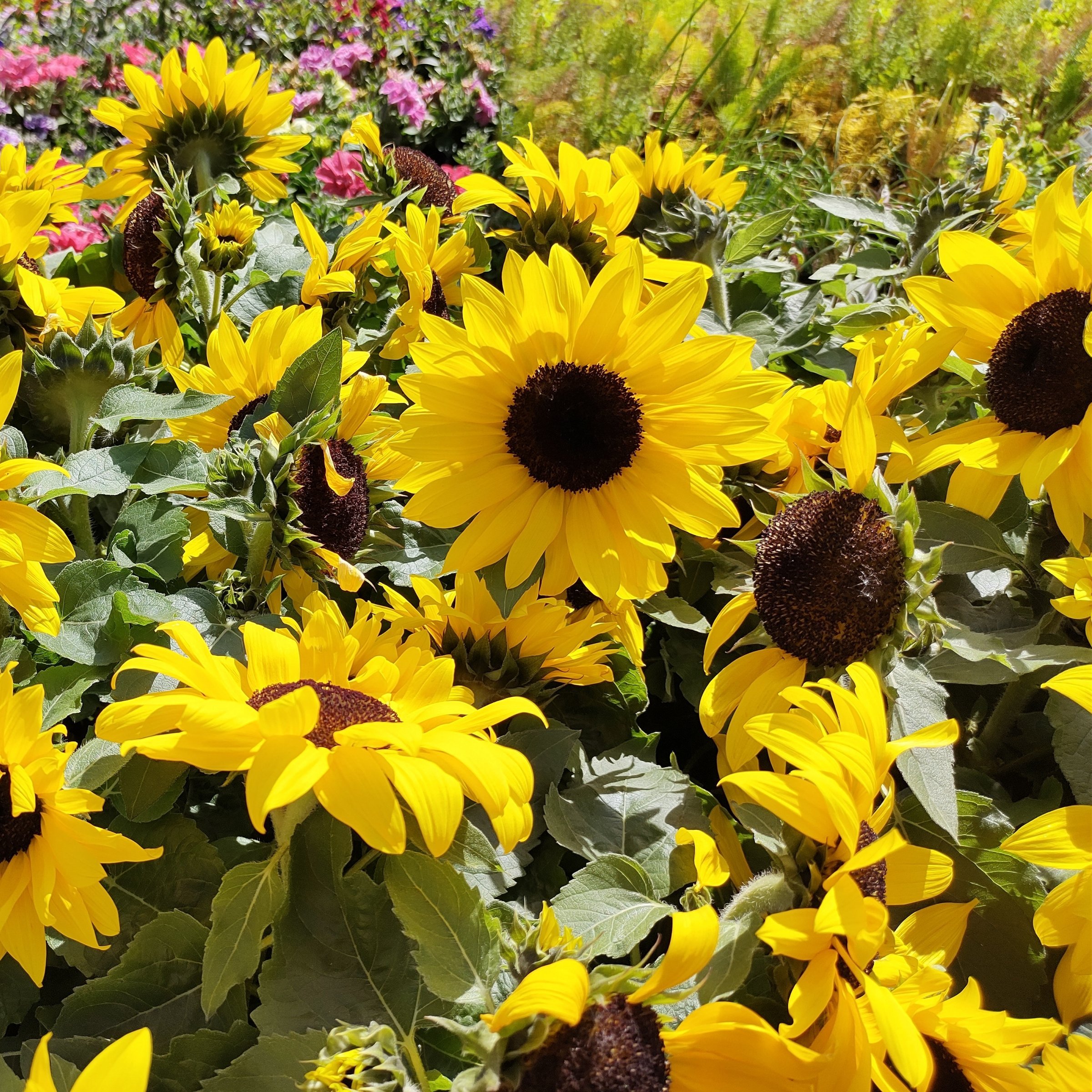 National Plant Network LW2581 annuals - View #8
