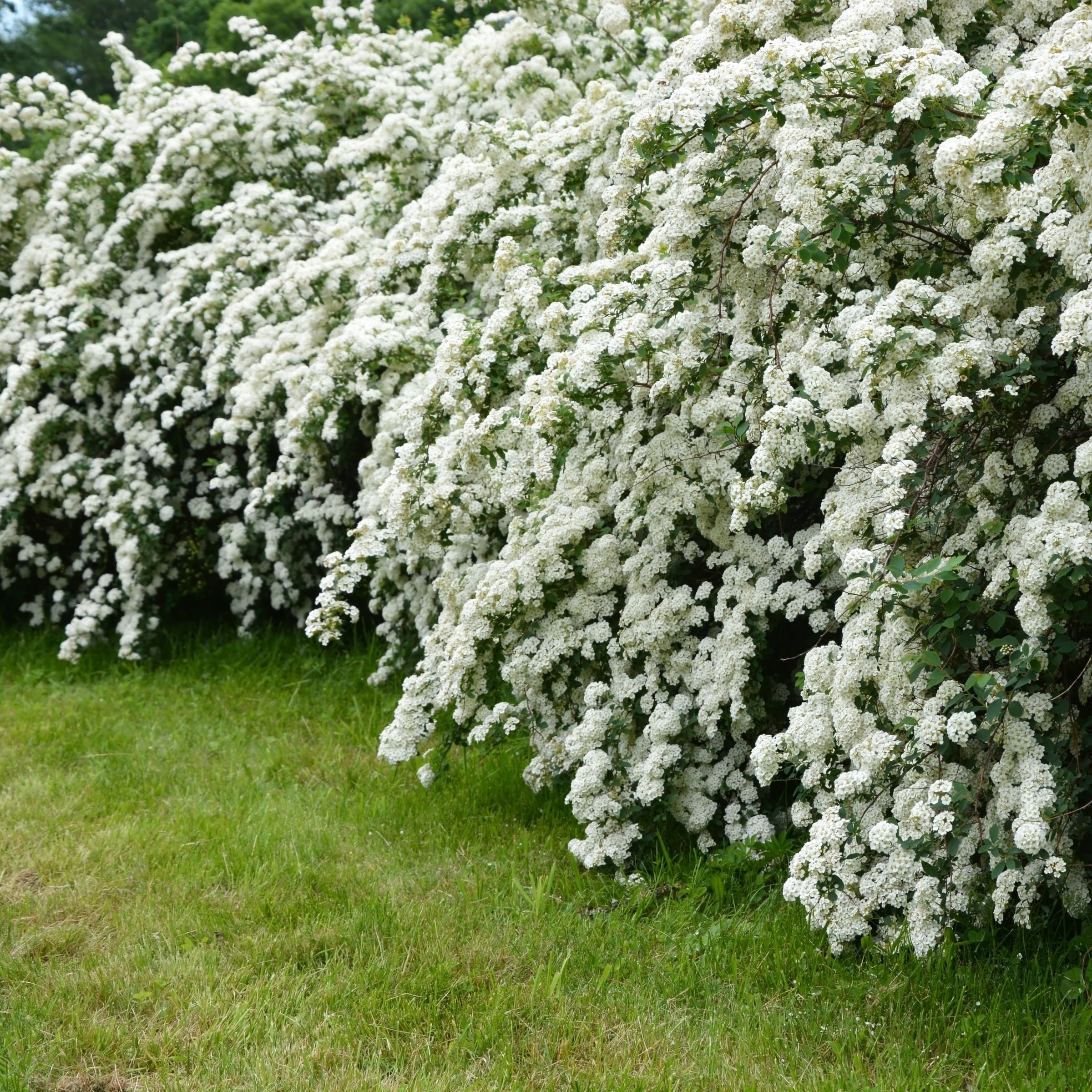 National Plant Network LW3001 shrubs - View #4
