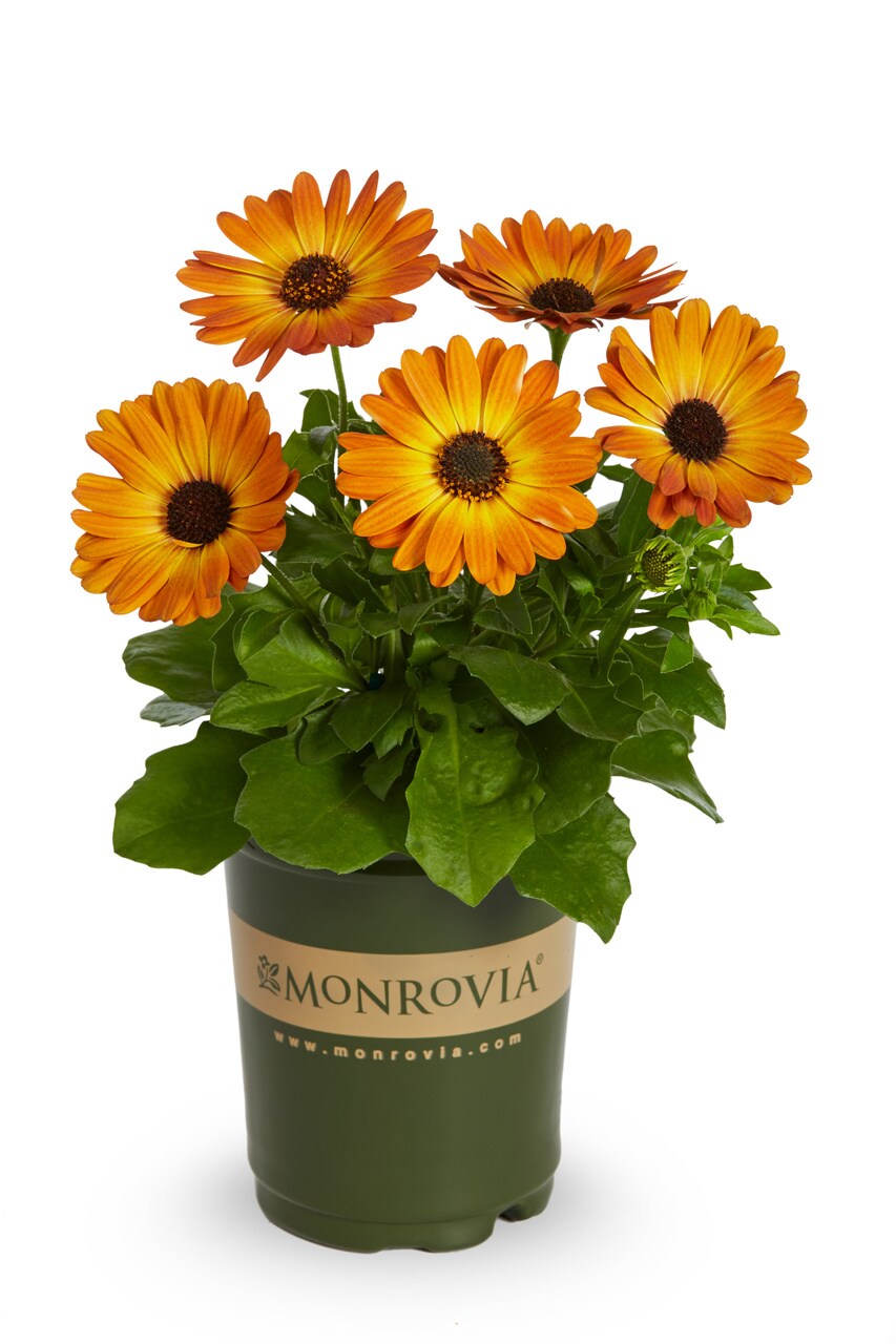 Monrovia 4829 annuals - View #5