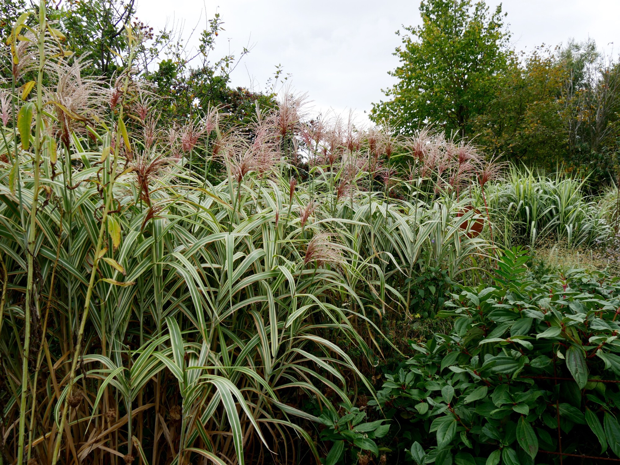  2500 perennials - View #5