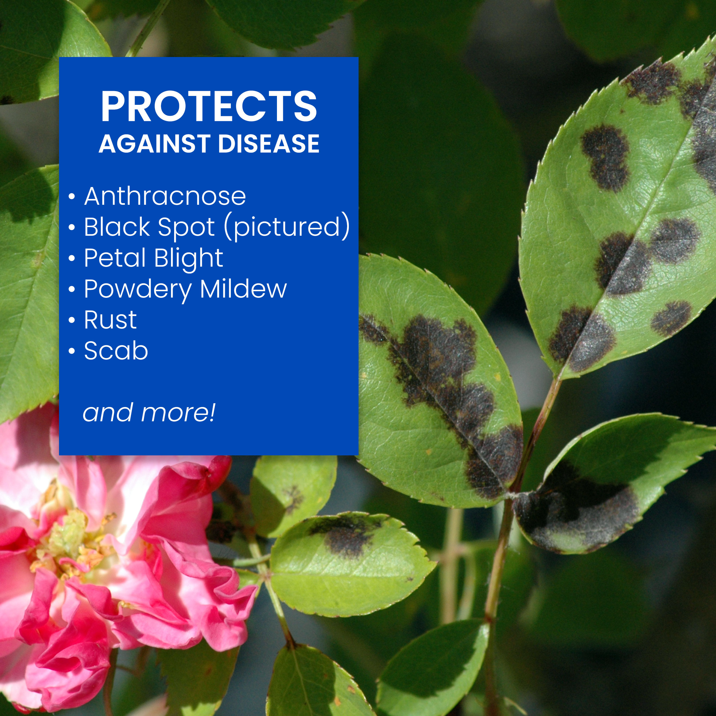 BioAdvanced 708287 pesticides - View #4