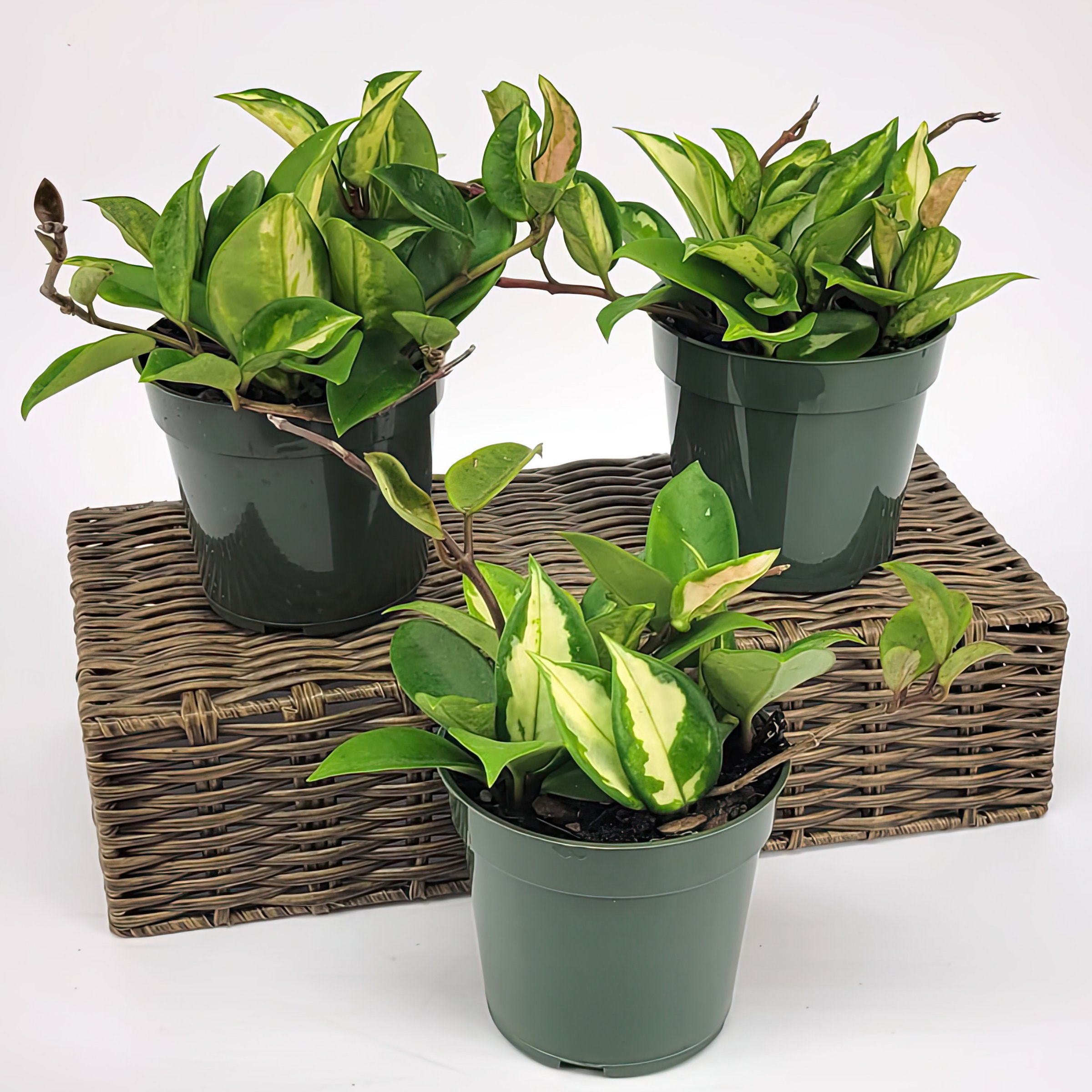 National Plant Network LW7253 hseplants - View #5