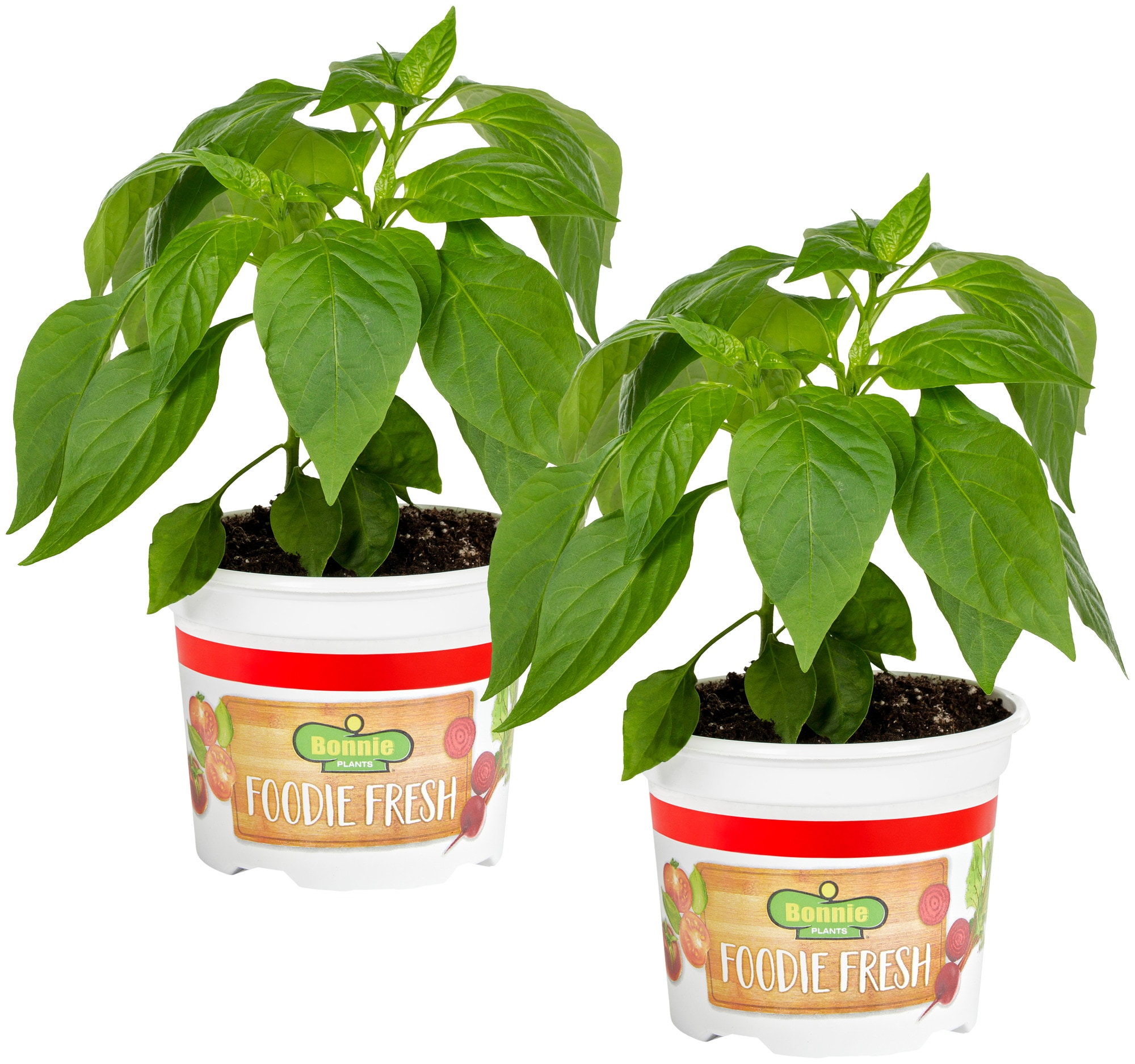Cayenne Pepper (2 Pack) – Bonnie Plants