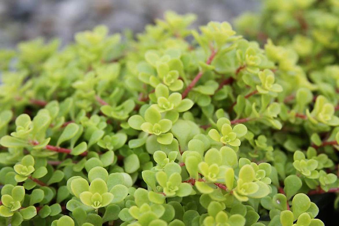Monrovia 021851 Golden Japanese Stonecrop