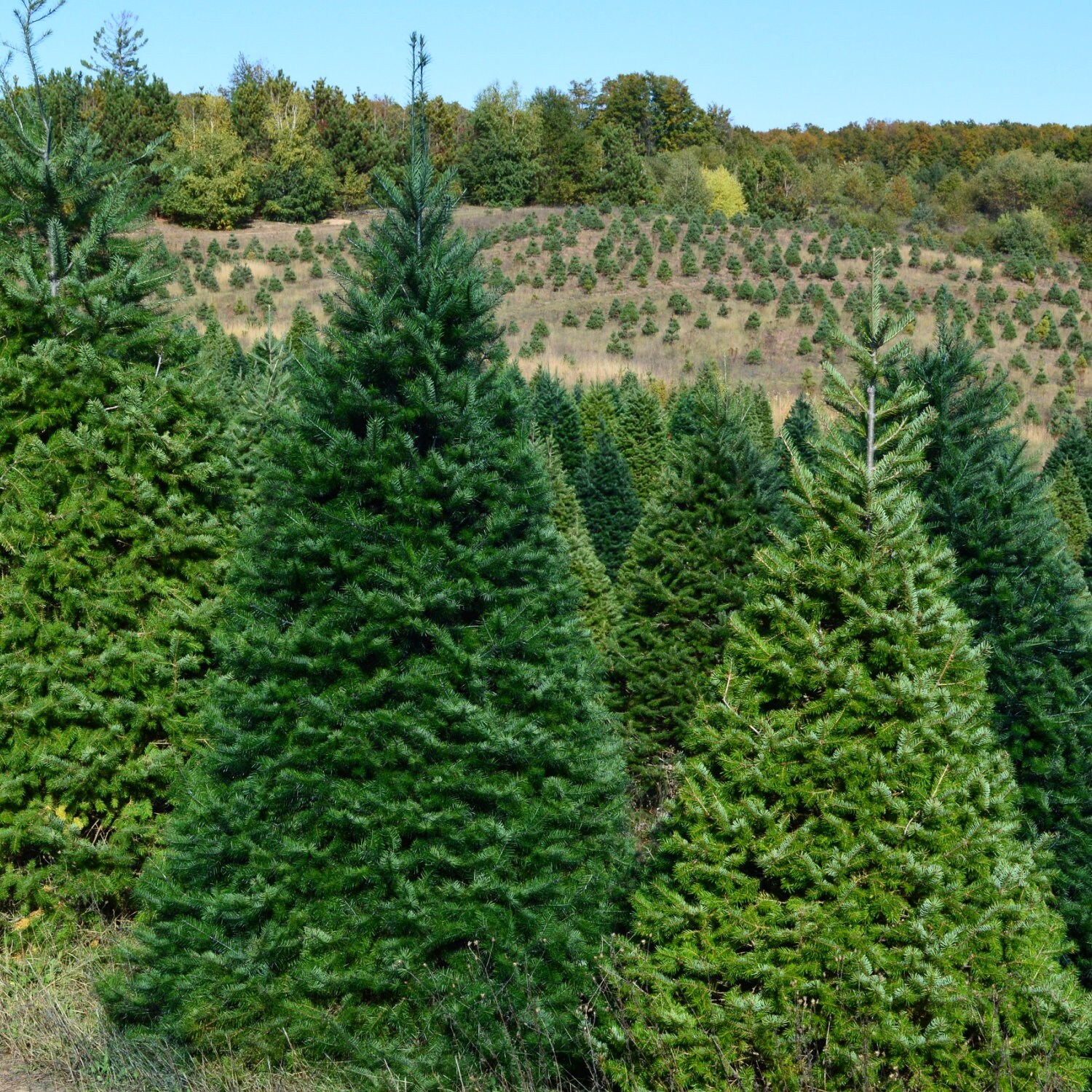 National Plant Network LW9031 Fresh-Christmas-Trees - View #6