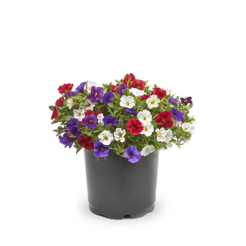 Lowe's 1.25QTCALRWB Multicolor Calibrachoa in 1.25-Quart Pot