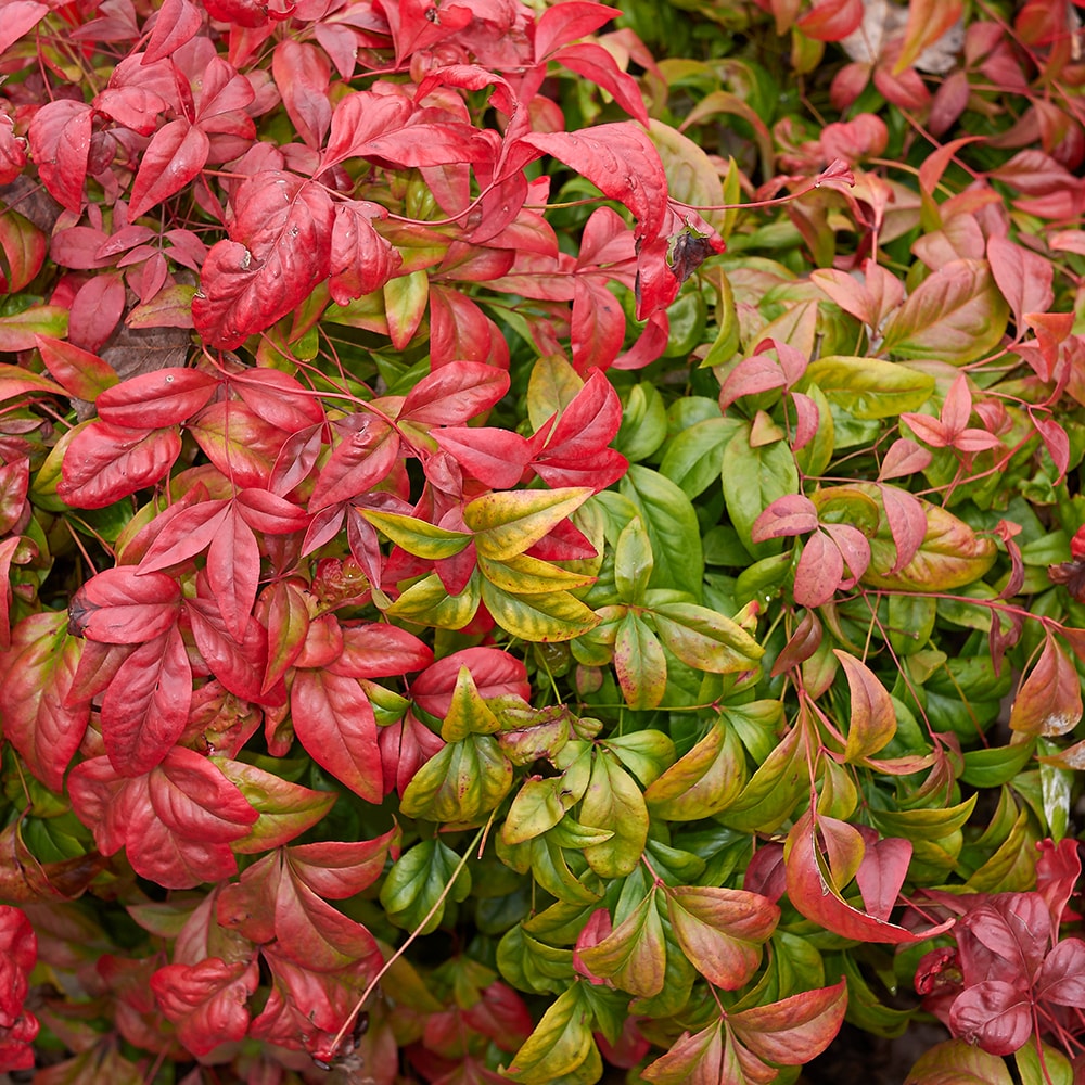Altman Plants 0881291 shrubs - View #3