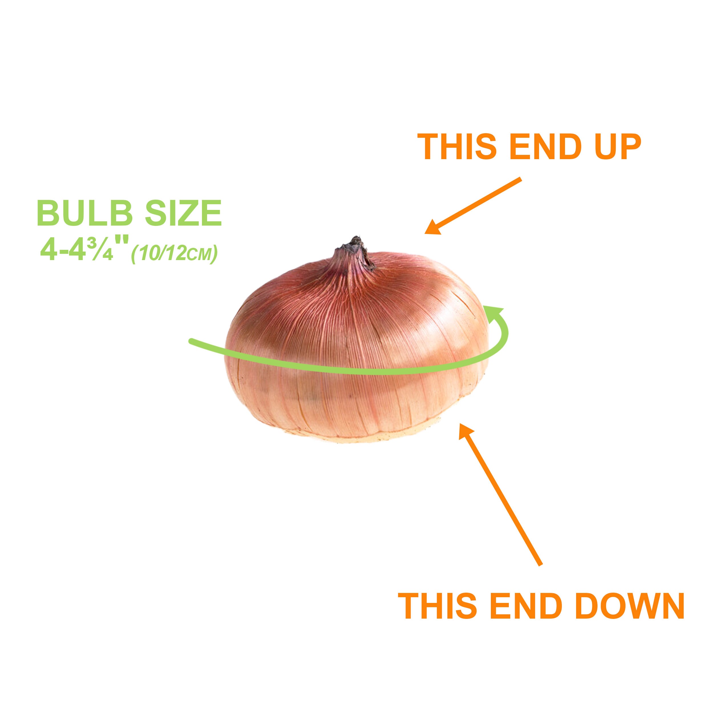 Garden State Bulb ECS-10-50-02 Plant-Bulbs - View #6