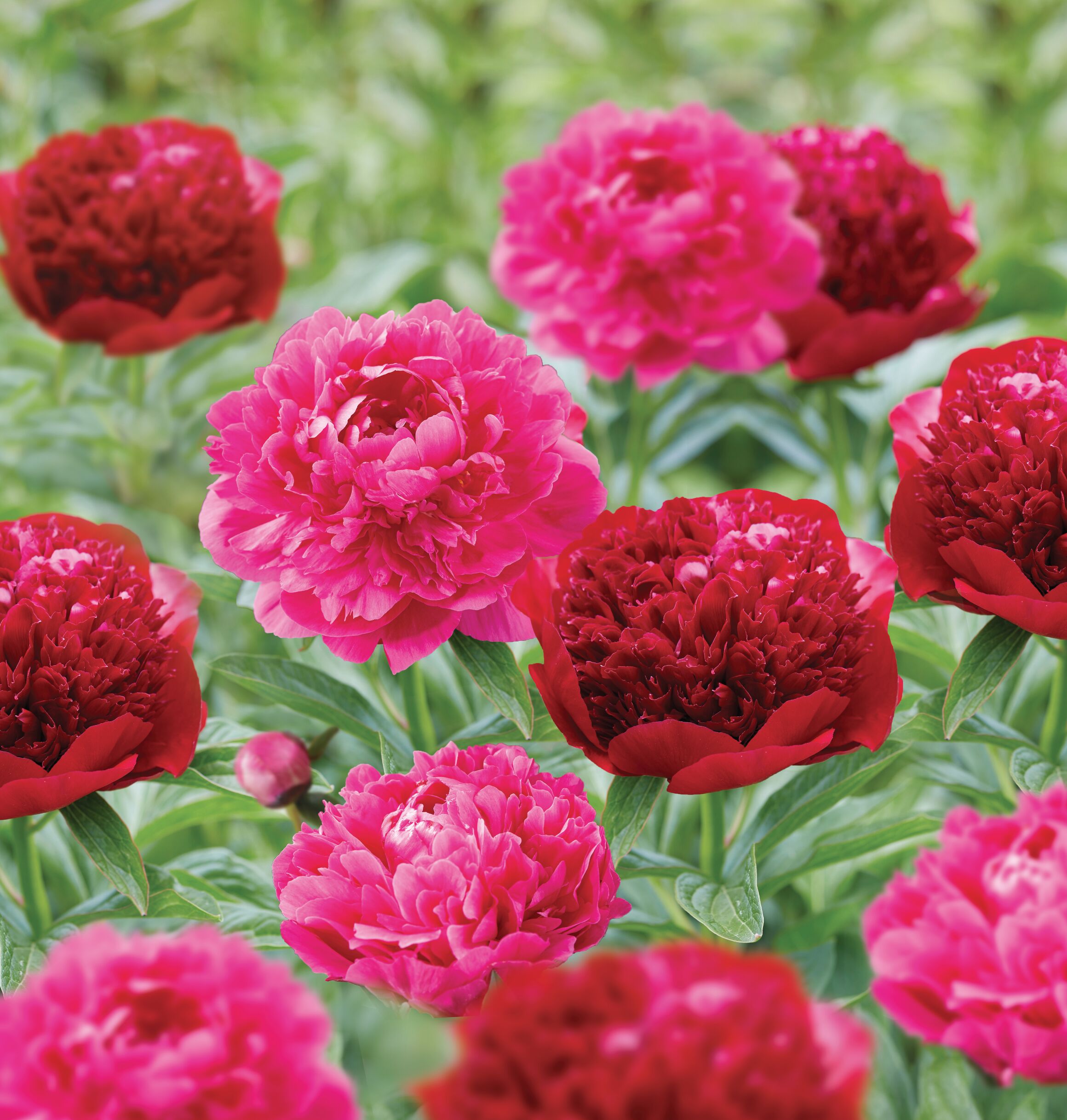 Garden State Bulb 07938 PAEONIA RED AND PINK 2-PK PBS