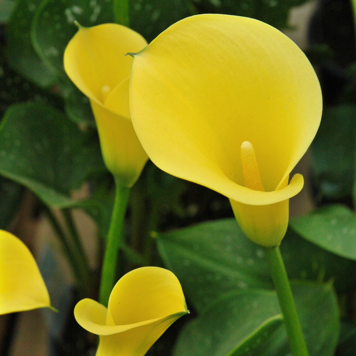 Altman Plants 0881239 perennials - View #3