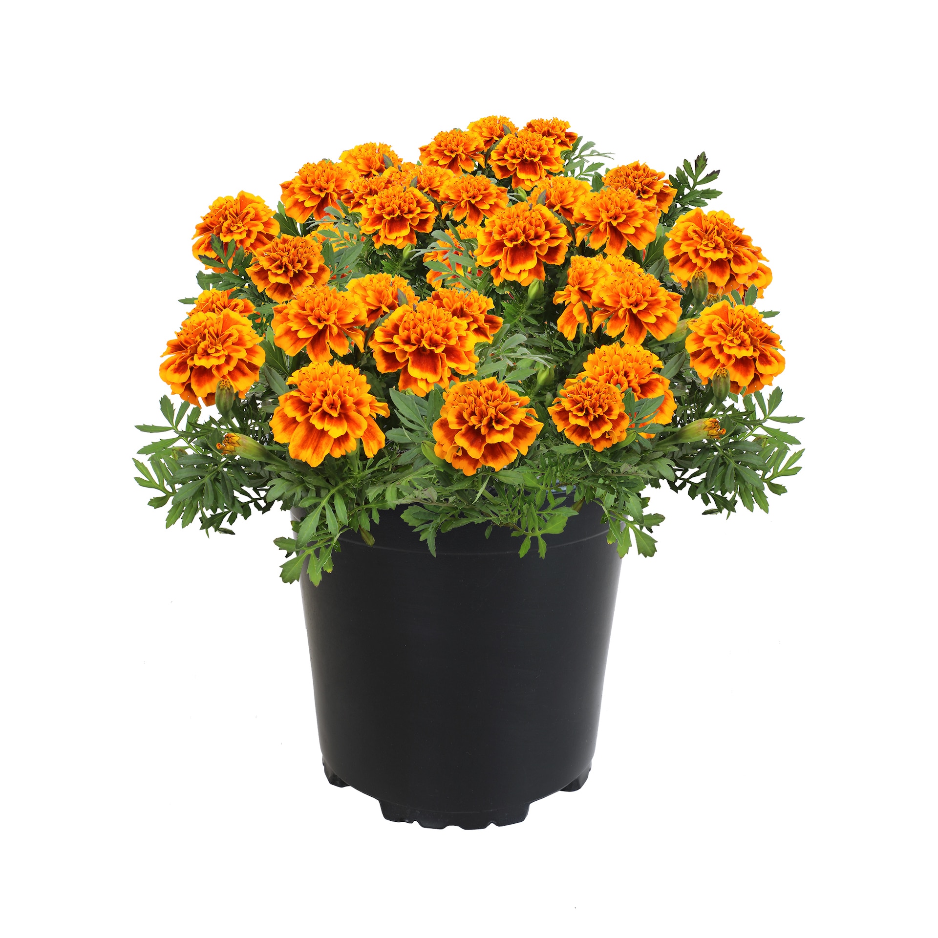 Altman Plants 0881418 annuals - View #6