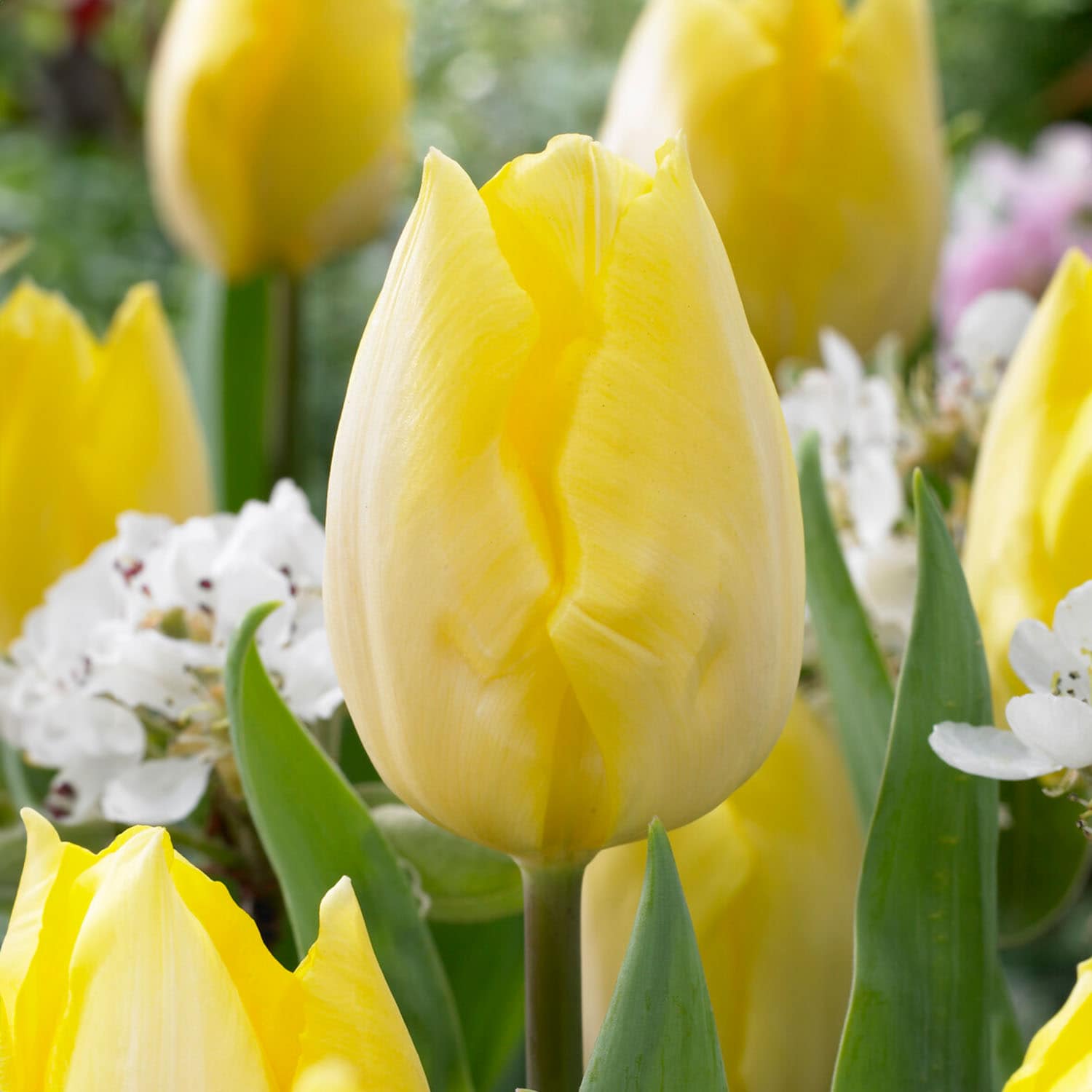 Garden State Bulb ECF-89-100-04 Yellow Sunny Prince Single Early Tulip Bulbs 100 Count