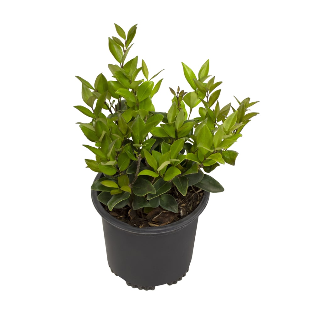 Altman Plants 0881288 shrubs - View #2