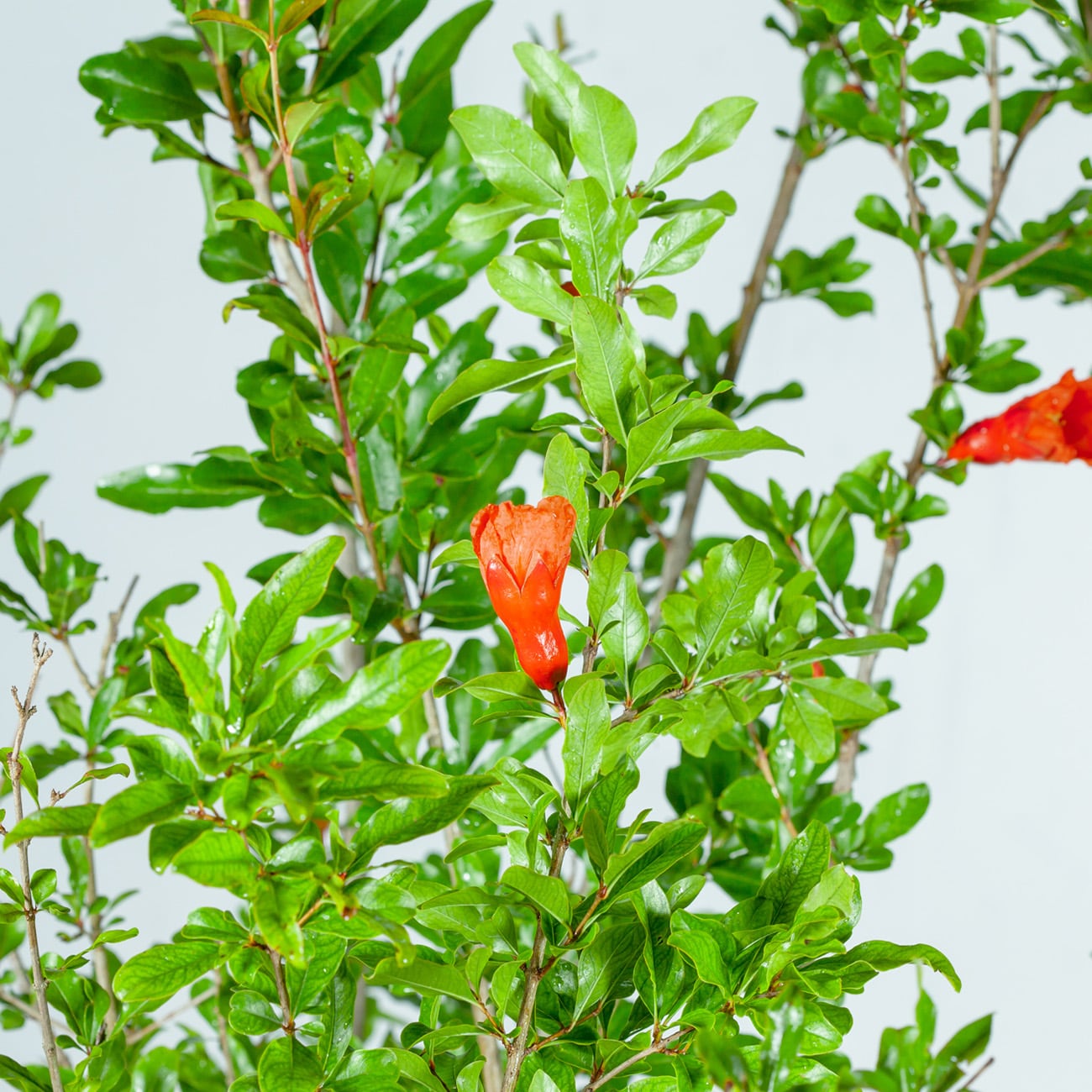 Perfect Plants LOWONDERFULPOM1G shrubs - View #9