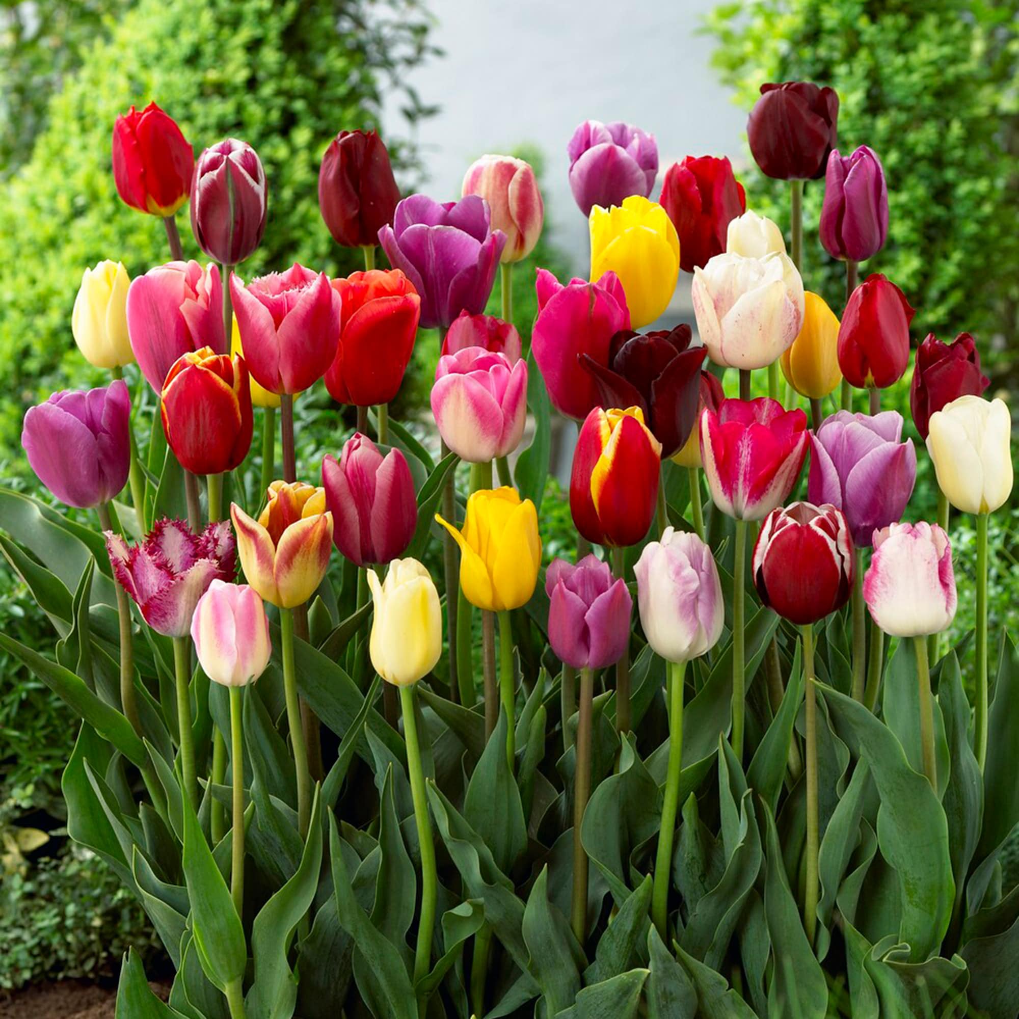 Garden State Bulb ECF-32-100-04 Multicolor Breeders Mix Tulip Bulbs 100 Count