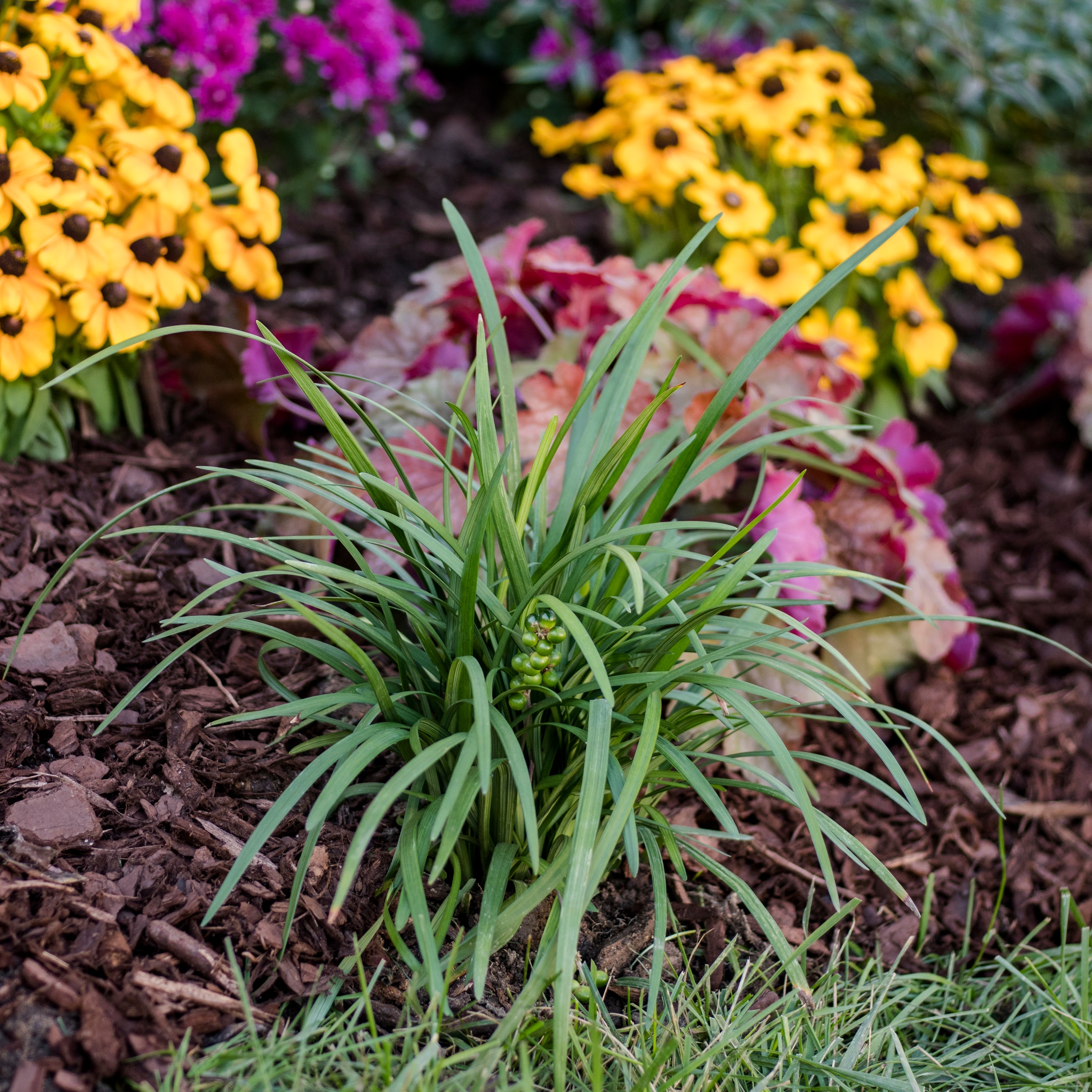 Lowe's NURSERY perennials - View #3
