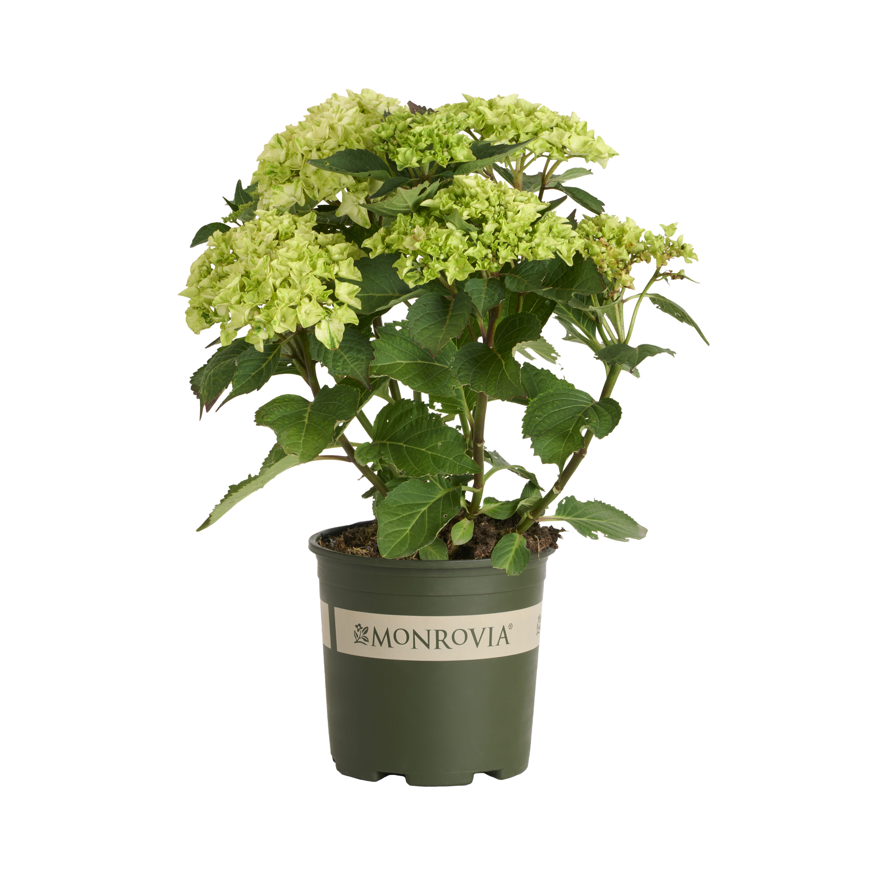 Monrovia - 1.73 -Gallon Hydrangea Hi White Sun Flowering Shrub with White Blooms 1 -Pack