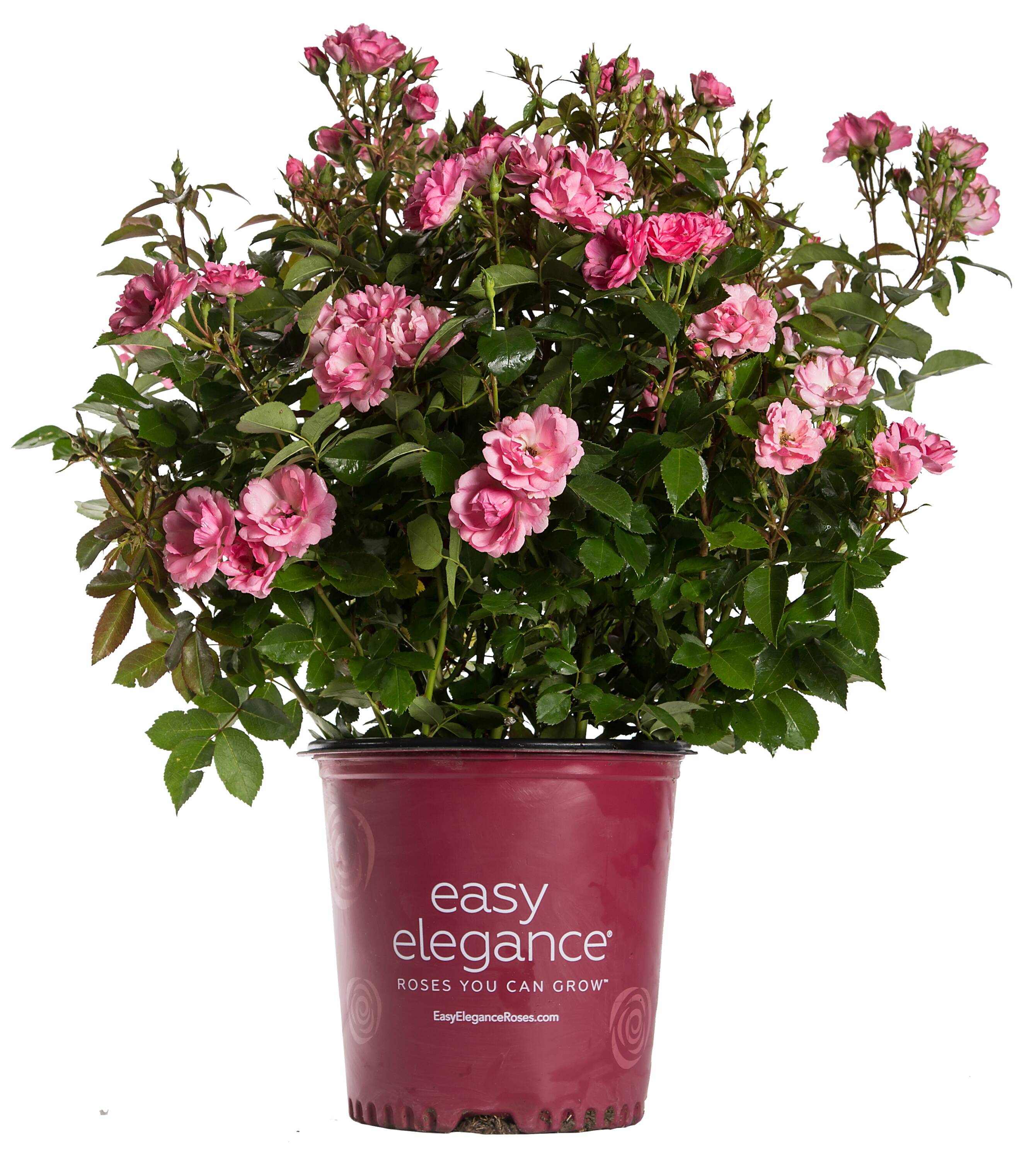 Lowe's Pink Pinktopia Rose 2-Gallon in Pot in the Roses department at ...