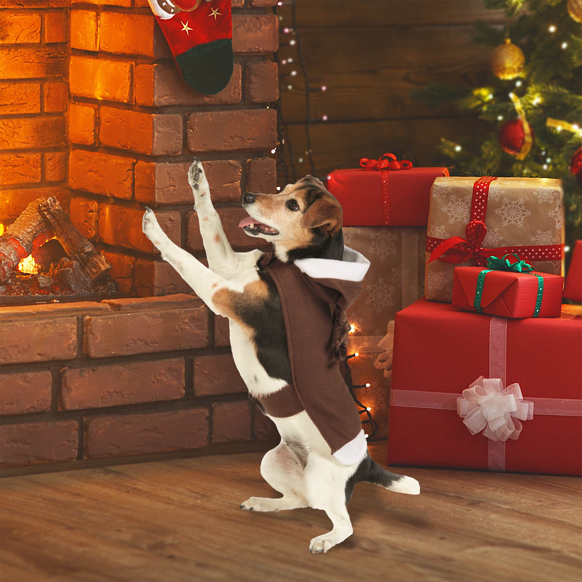 christmas dress up for dogs 120+ Dog Costume Christmas Stock Photos, Pictures & Royalty-Free Images
