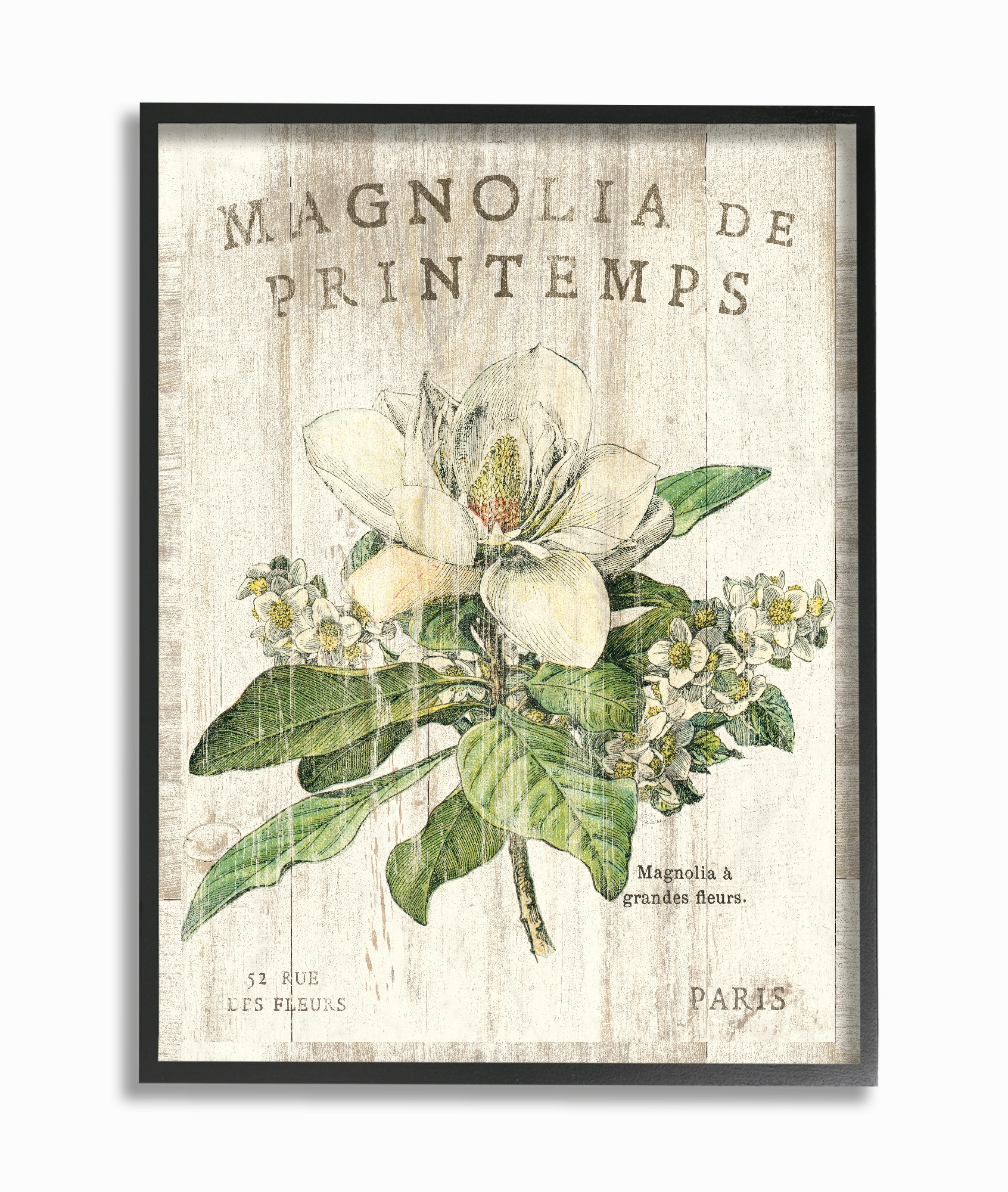 Stupell Industries CCP-202-FR-16X20 French Magnolias In Spring Sue Schlabach Black Framed Wood Framed 20-Inches H x 16-Inches W Vintage/Retro Print