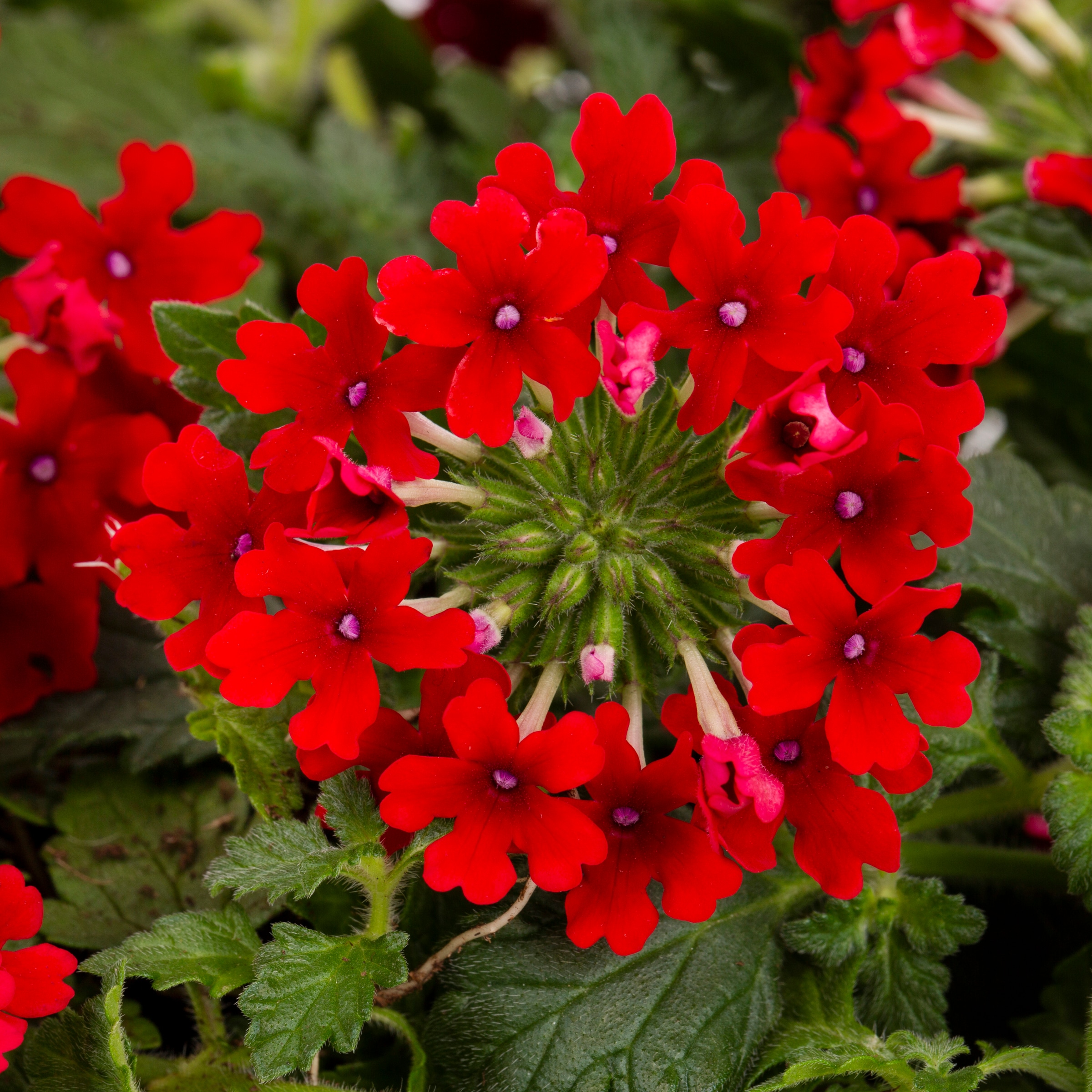 Lowe's Multicolor Verbena in 2.5-Quart Pot in the Annuals department at ...