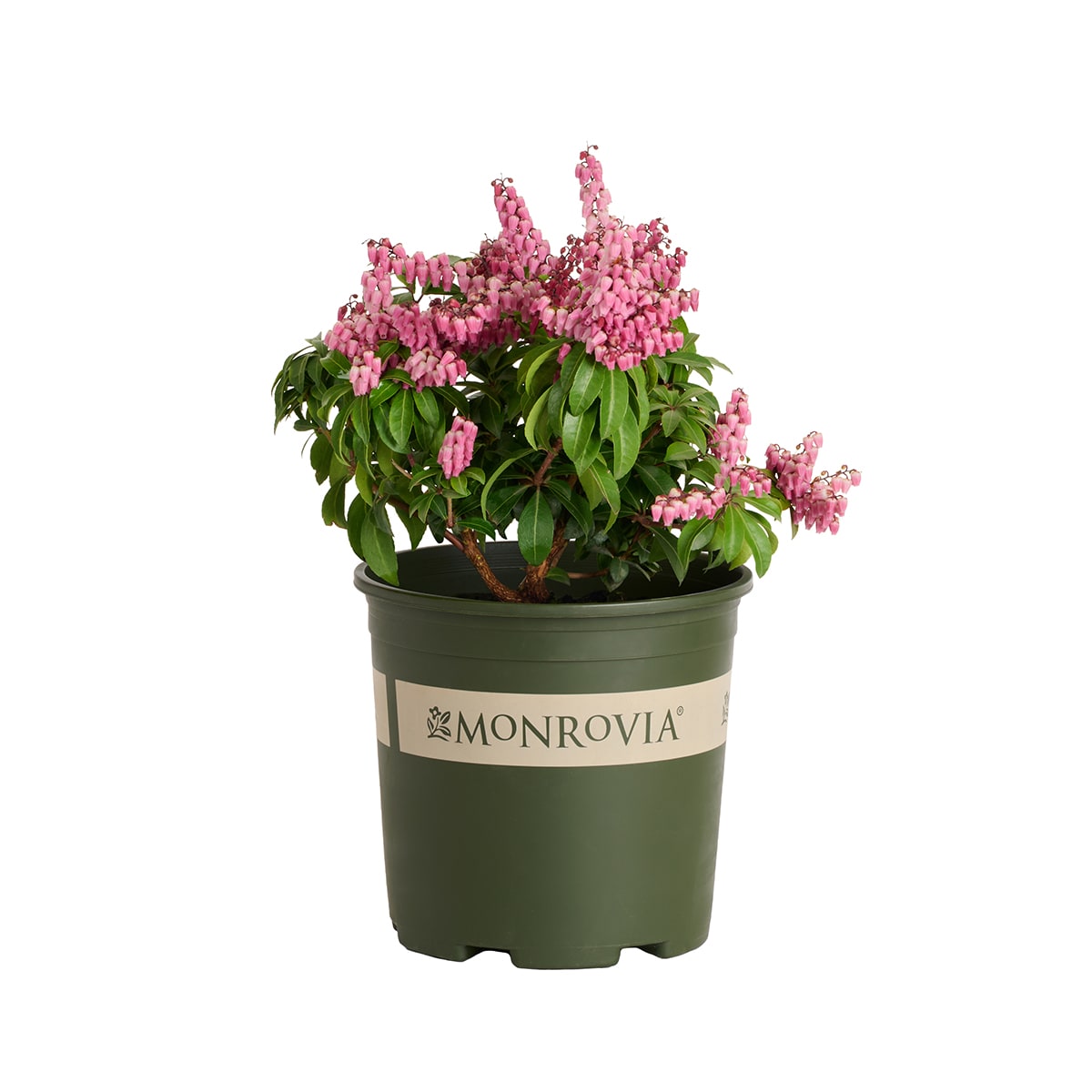 Monrovia Blue Enchantress Hydrangea Flowering Shrub Pot 092752 at
